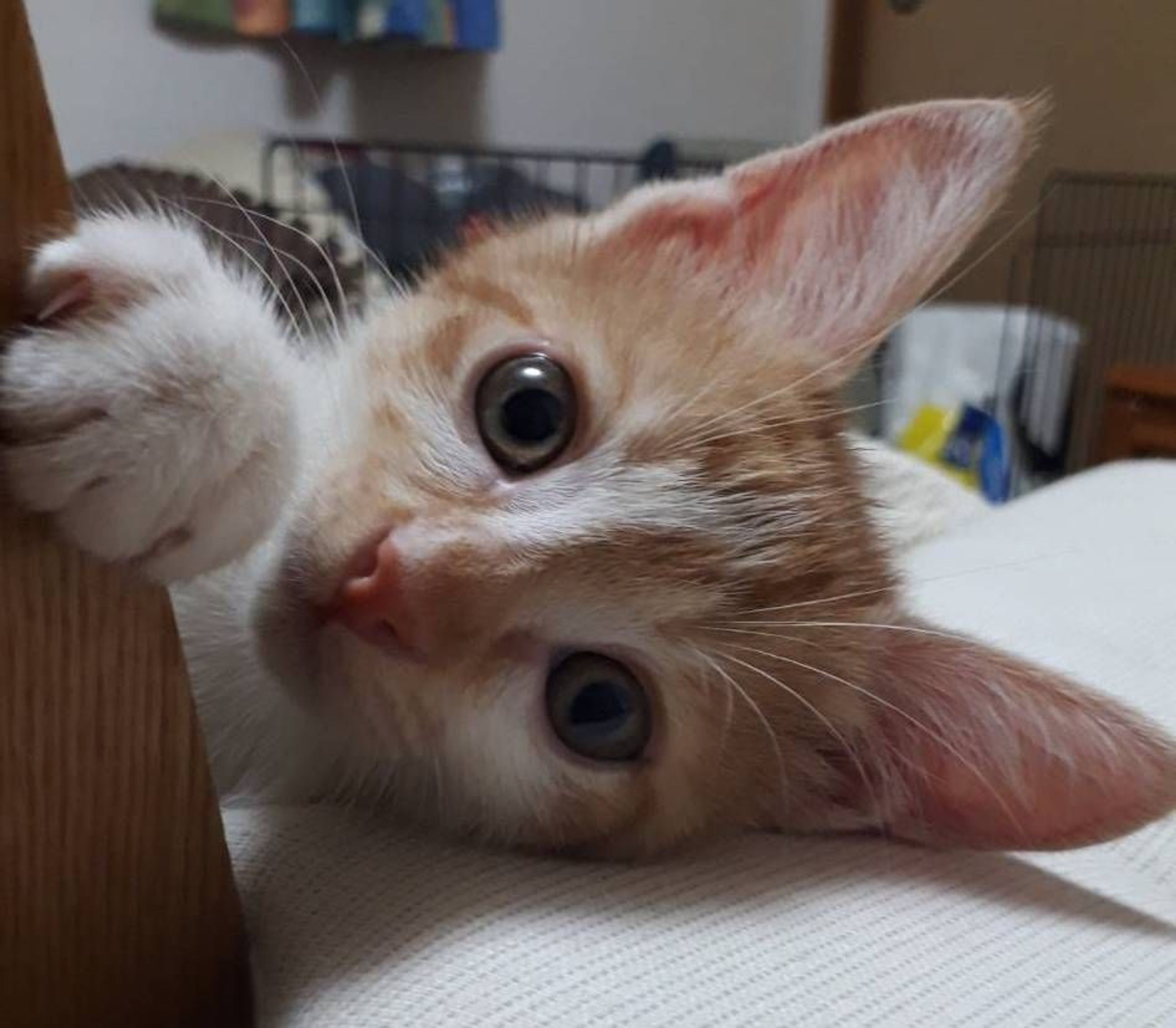 pet-image-5