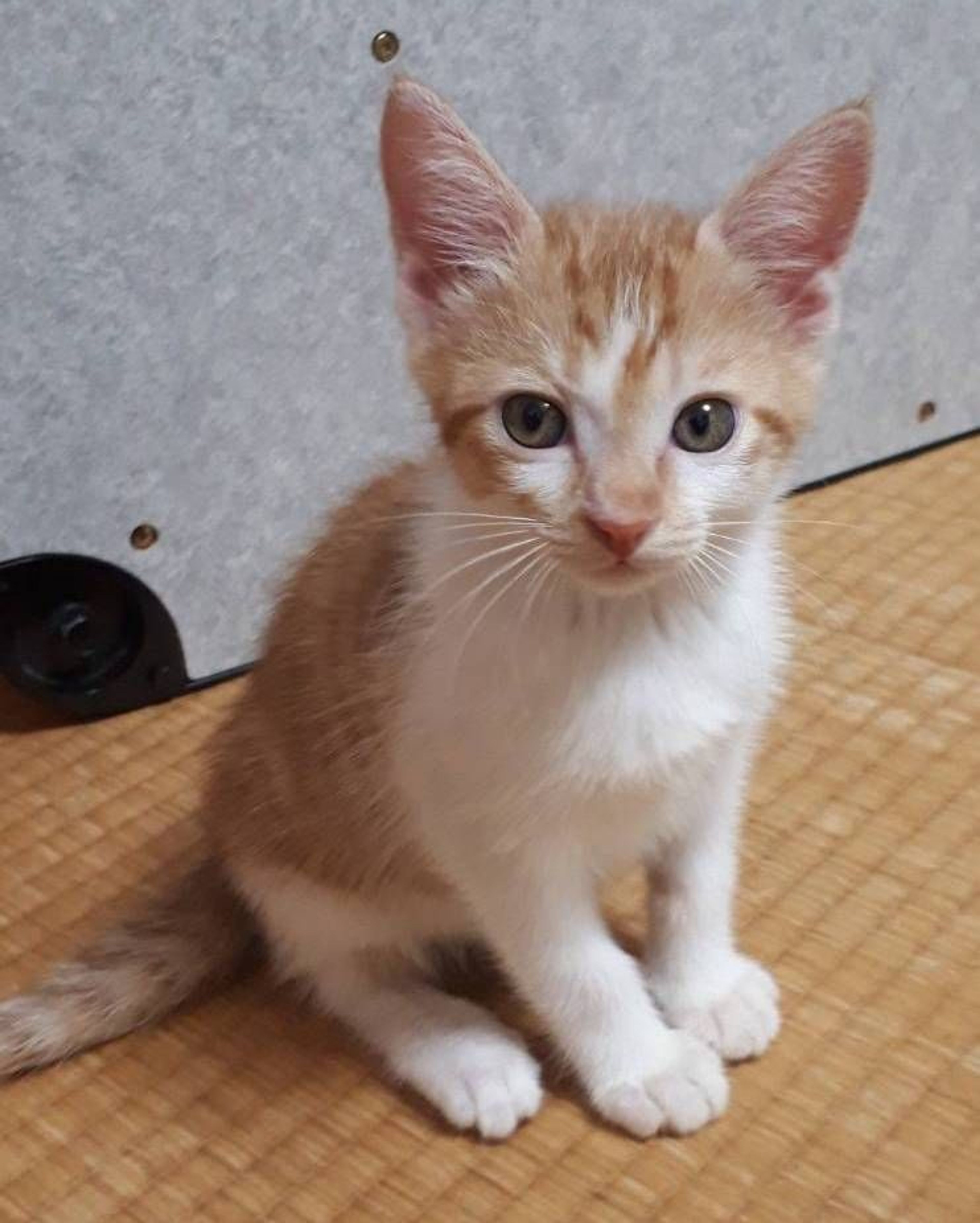 pet-image-6