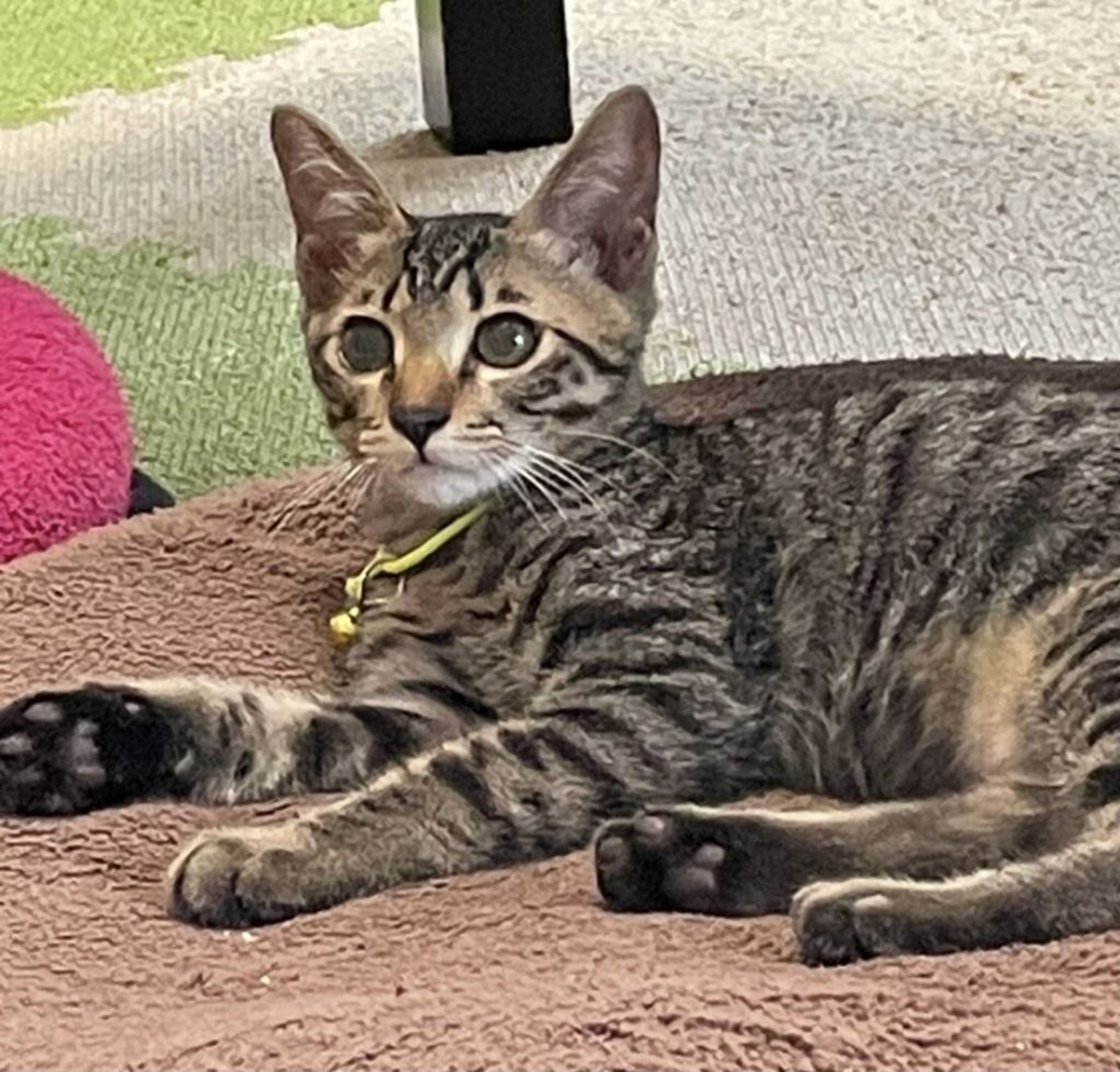 pet-image-2