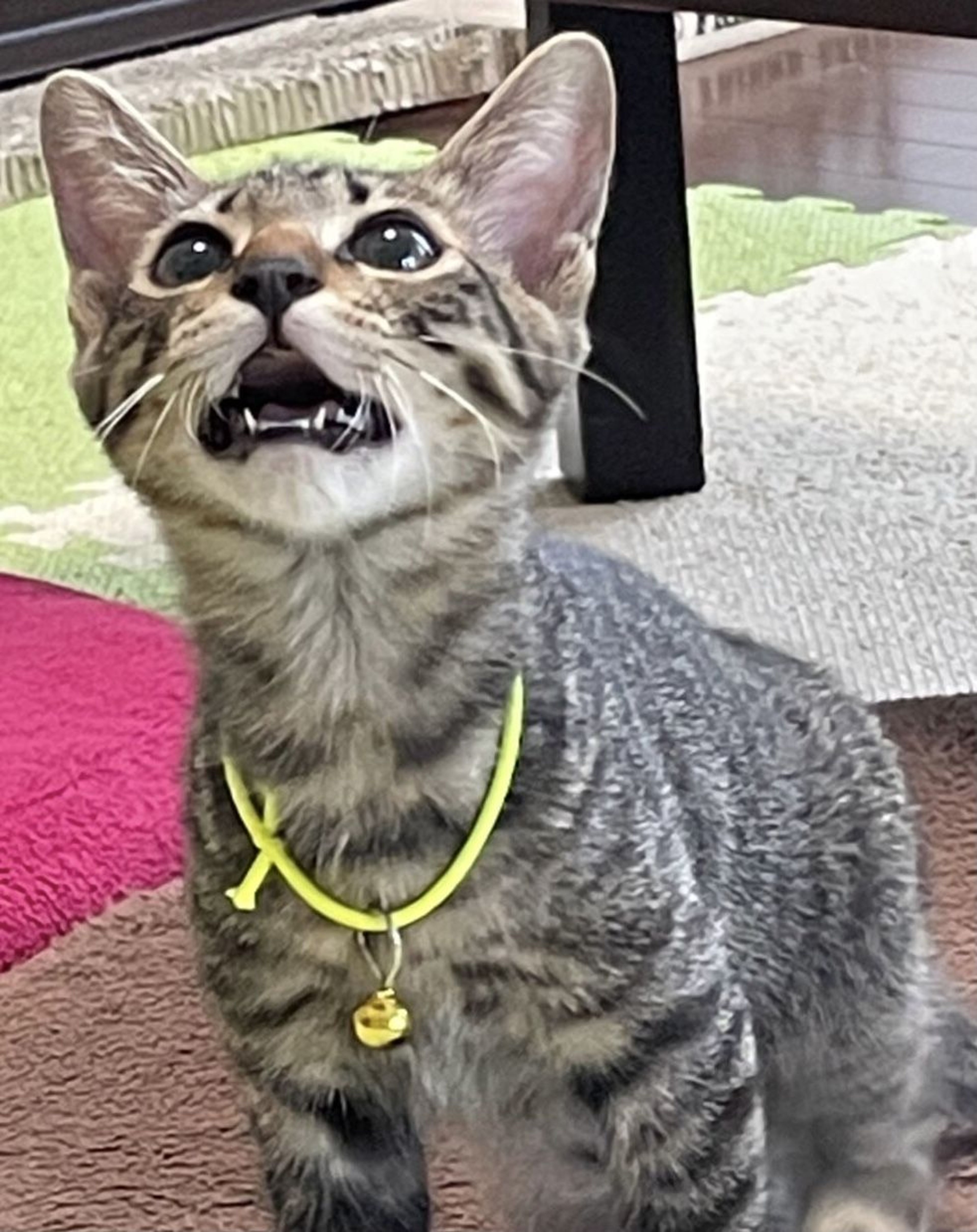 pet-image-4
