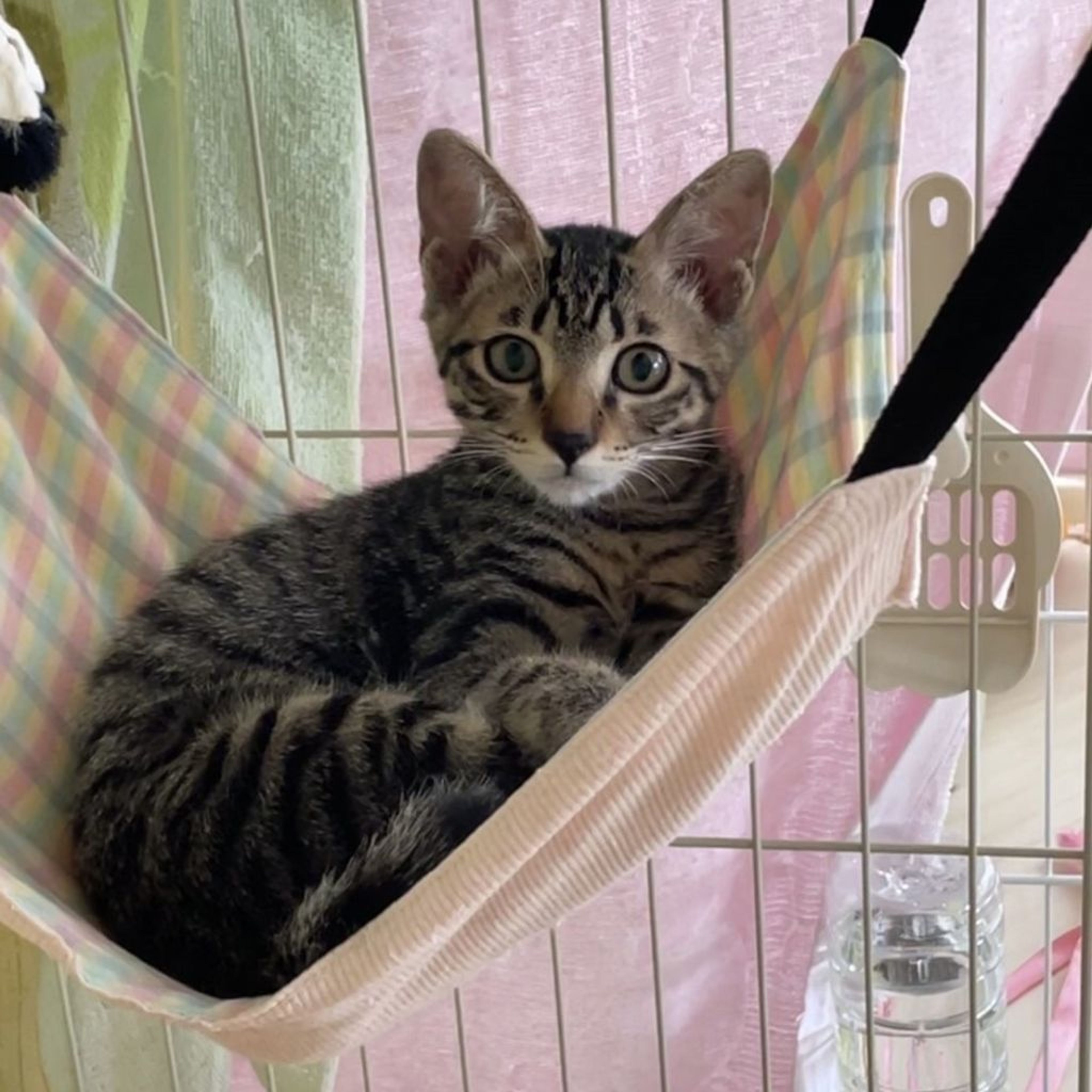 pet-image-6