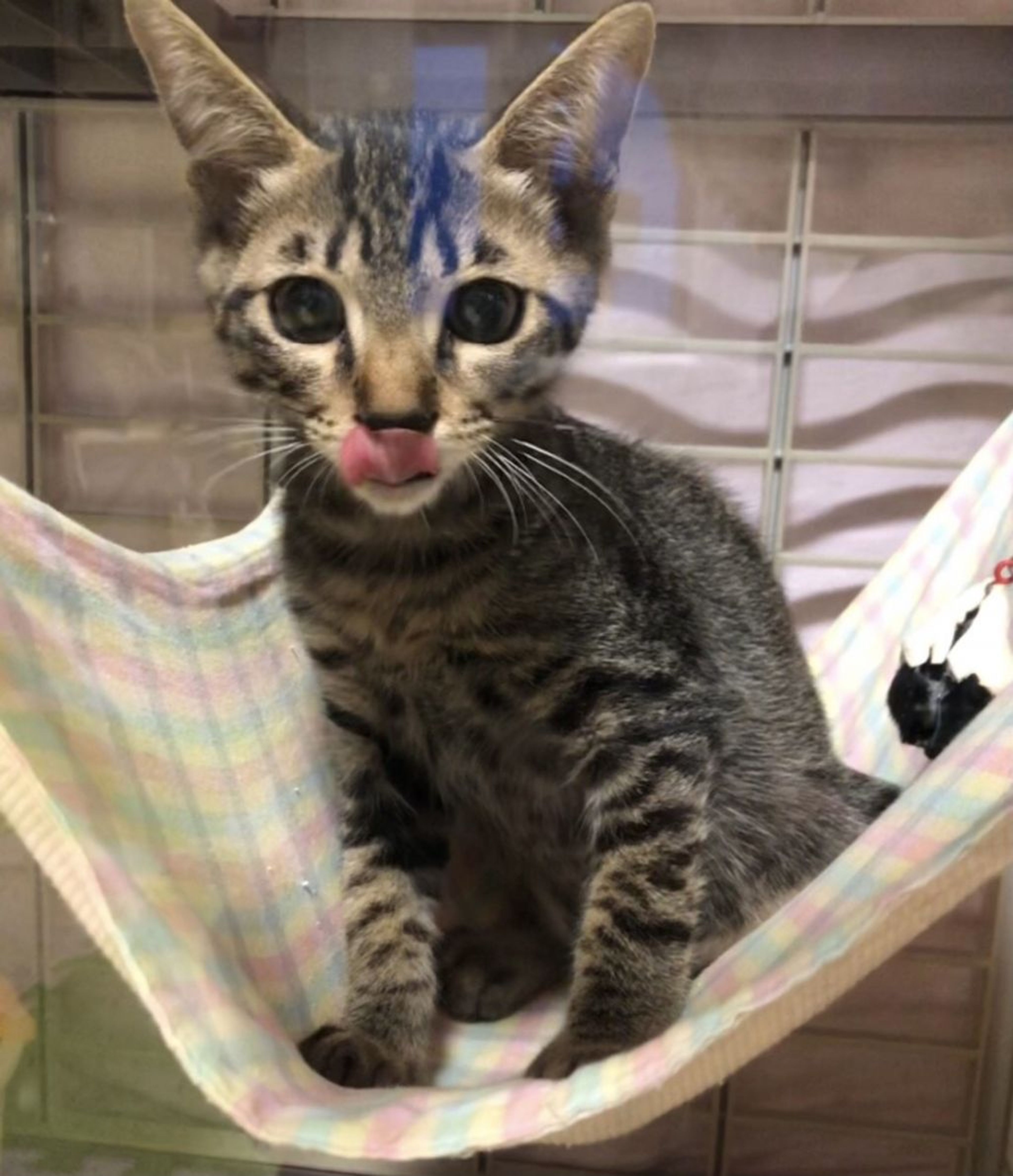 pet-image-8