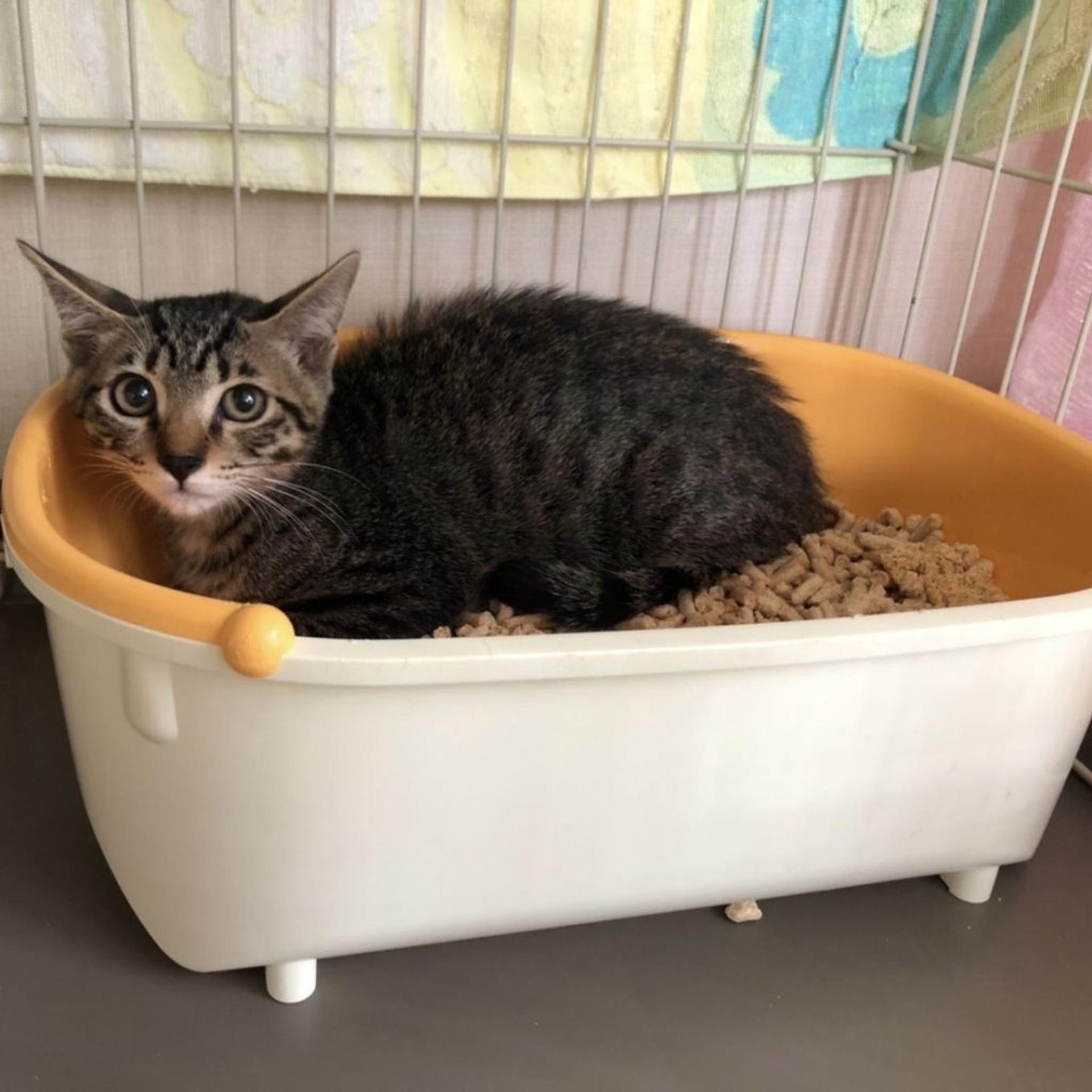 pet-image-9