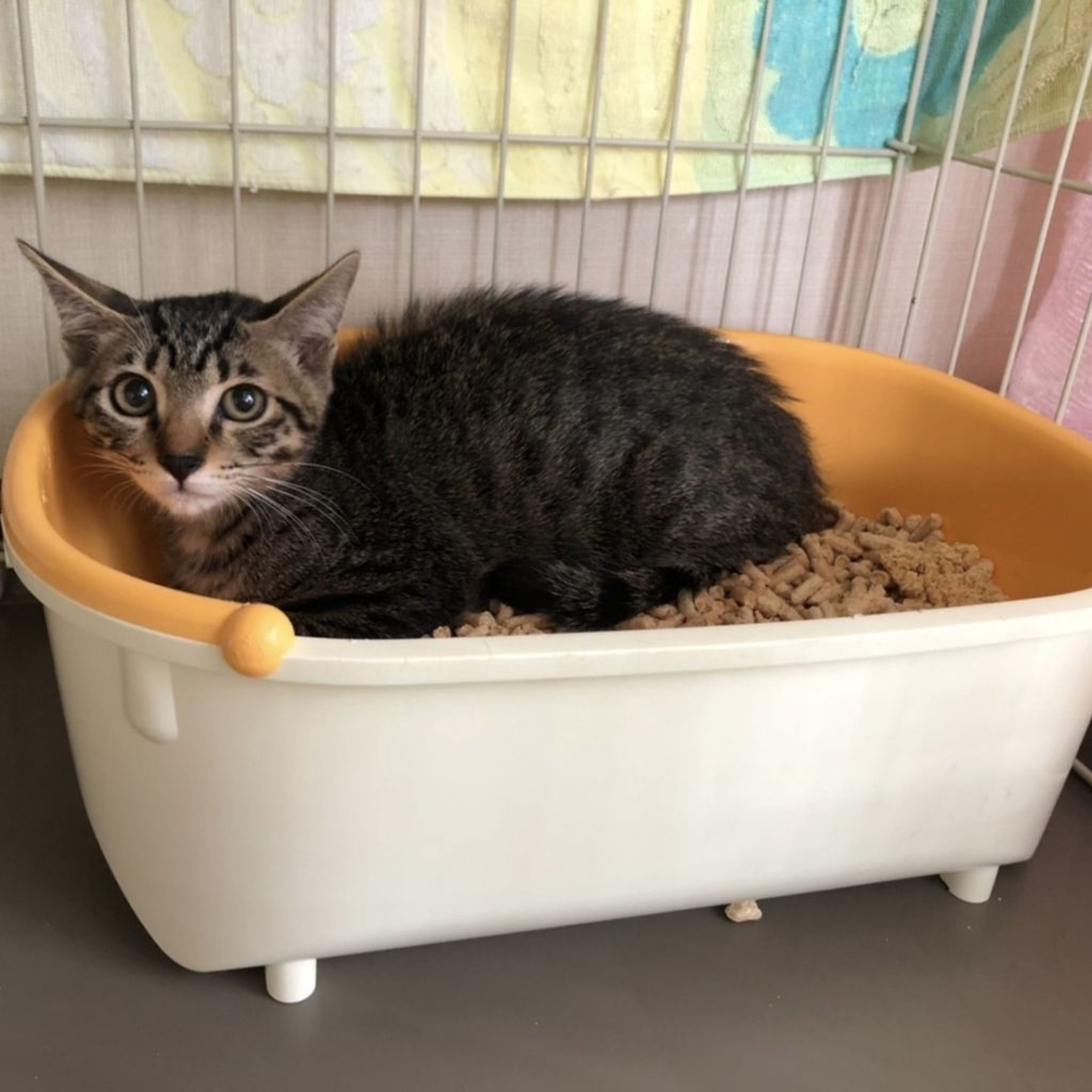pet-image-9