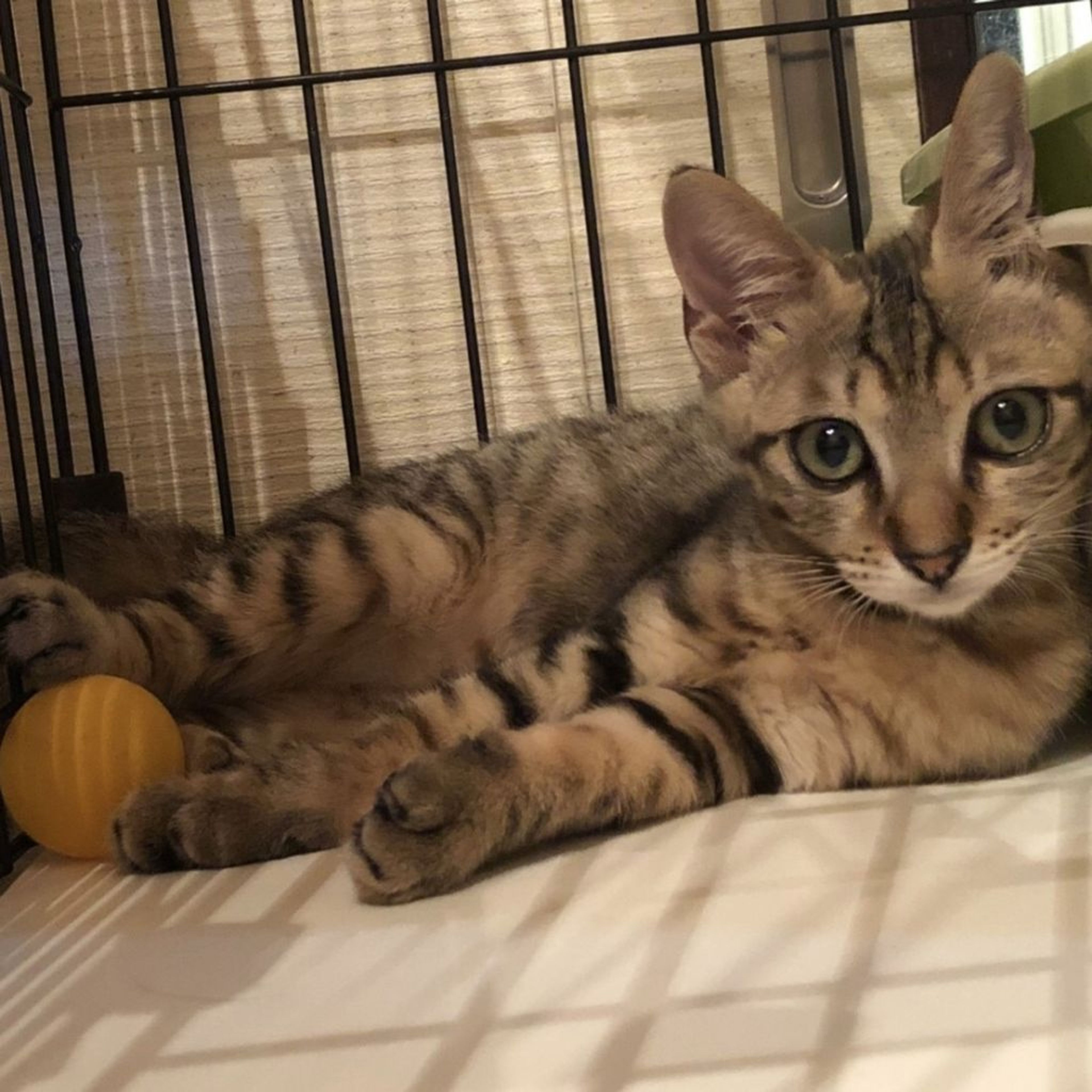 雑種（ミックス猫）・オスの里親募集の写真