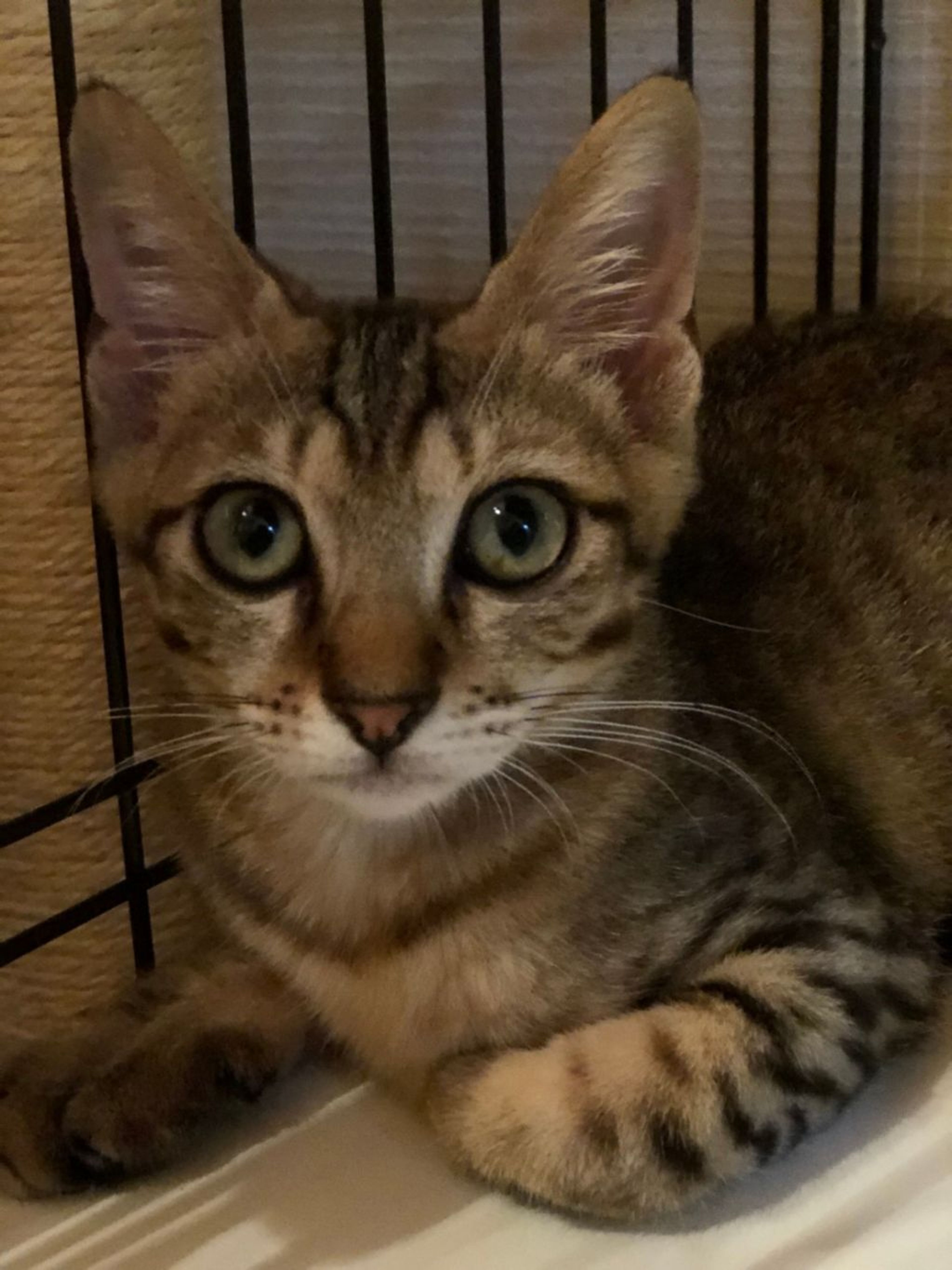 pet-image-2