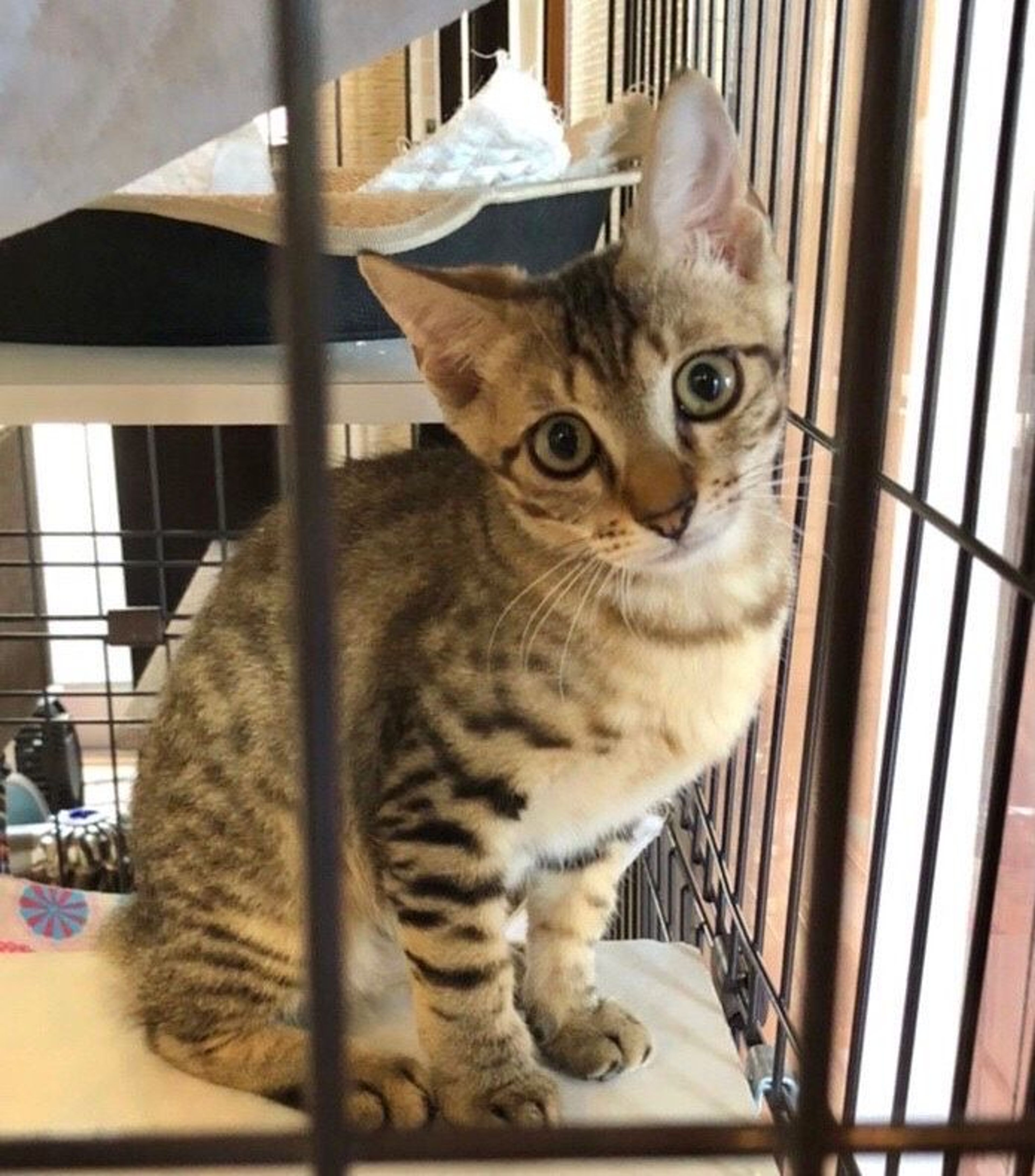 pet-image-3
