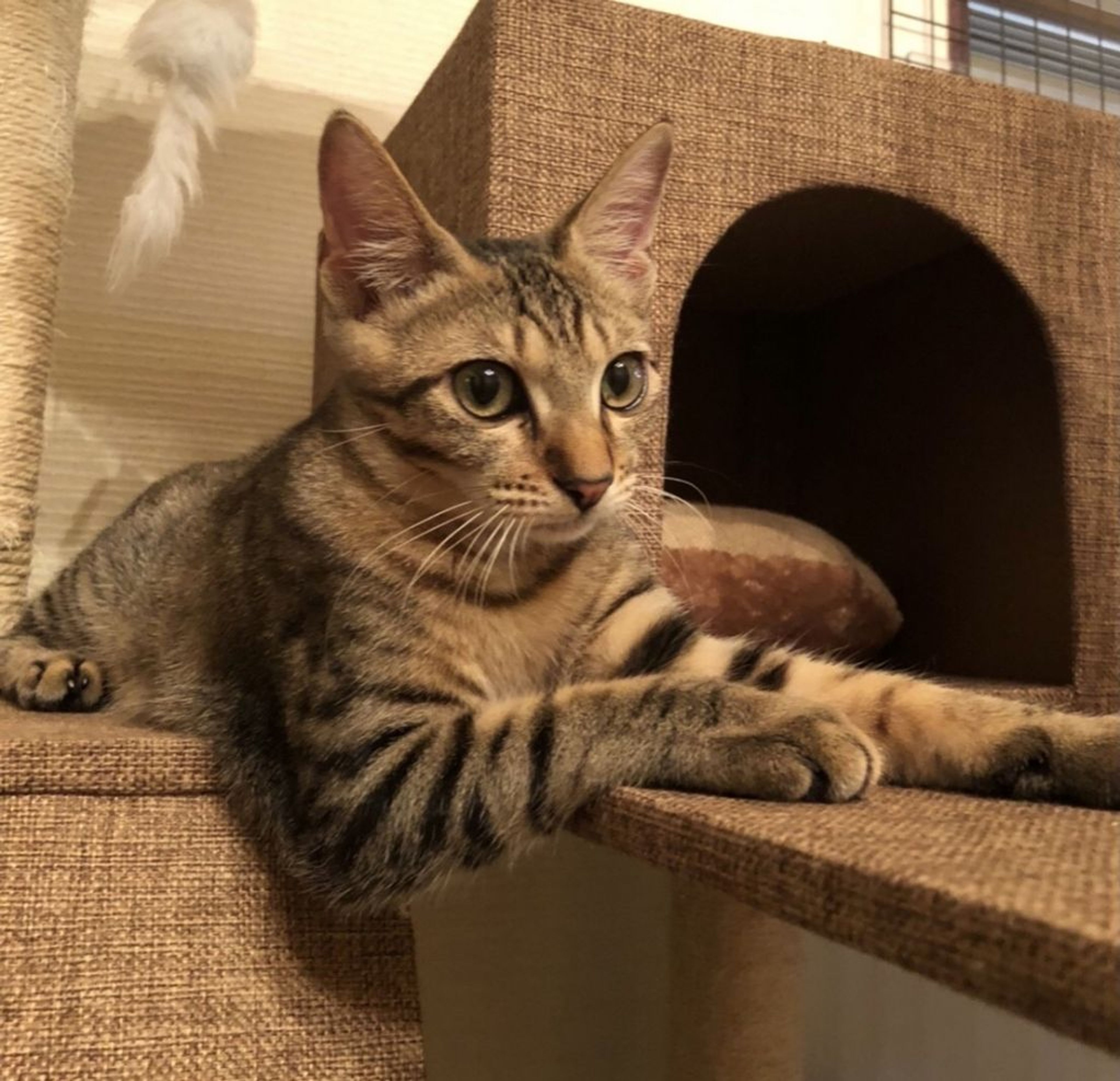 pet-image-4