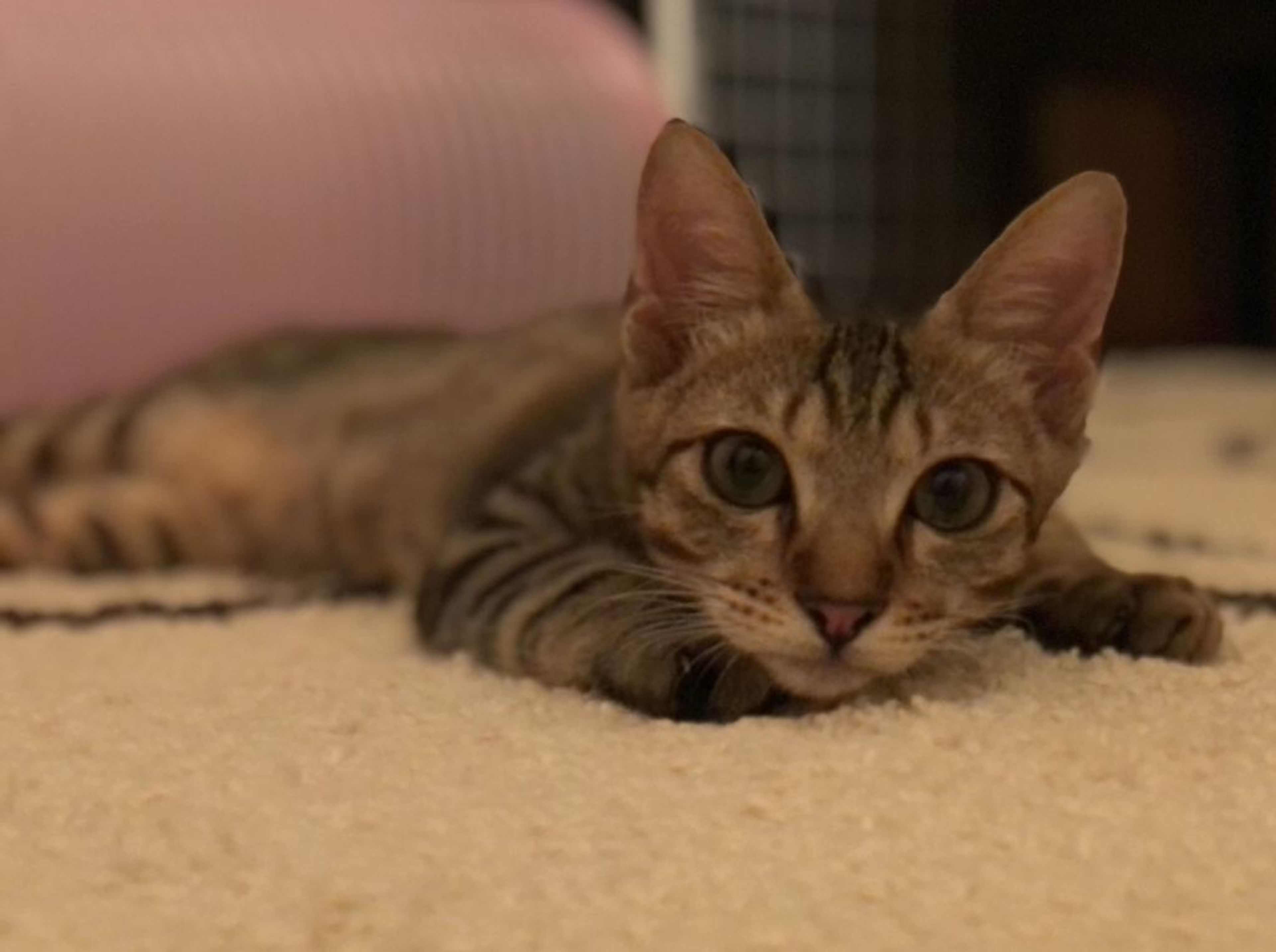pet-image-5