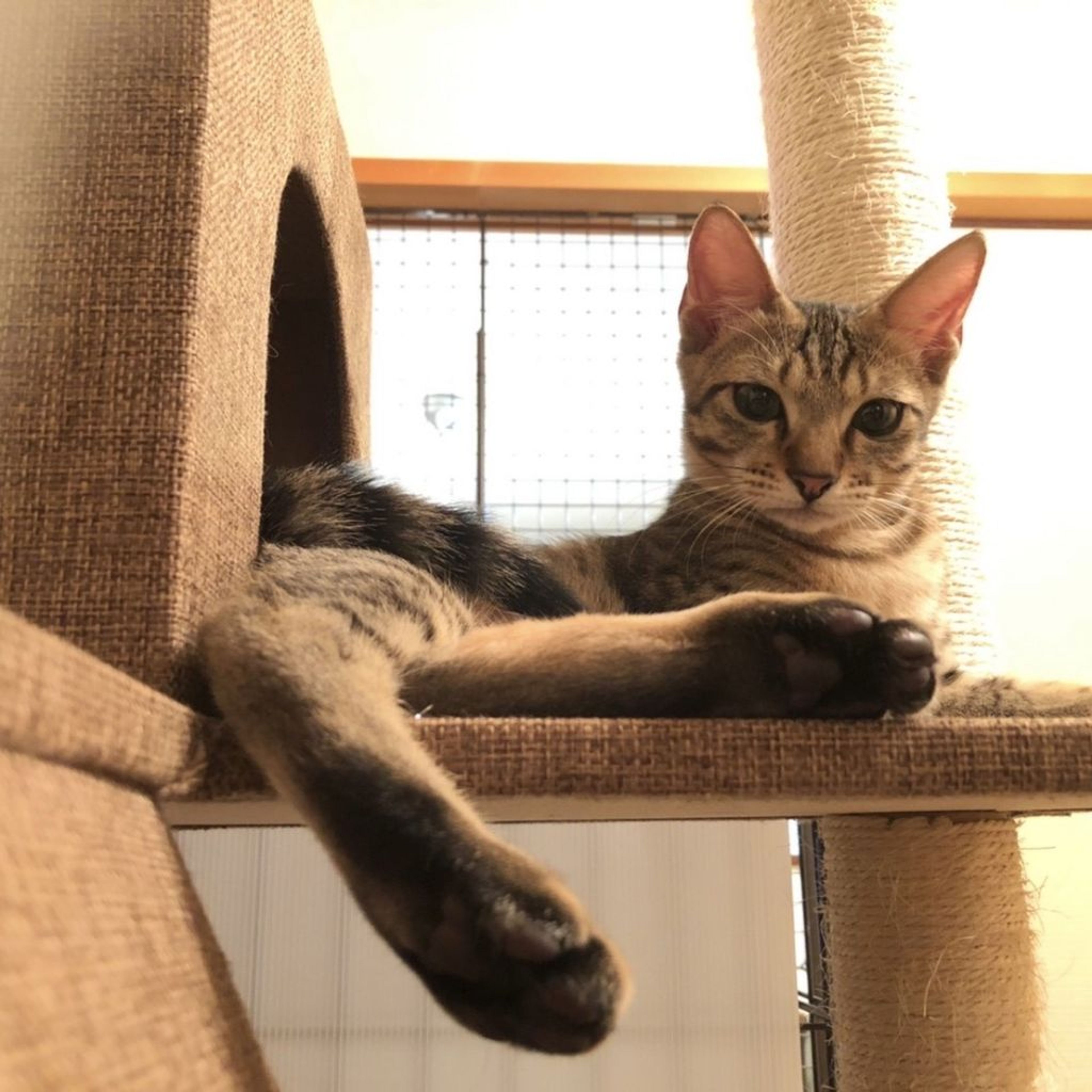 pet-image-6