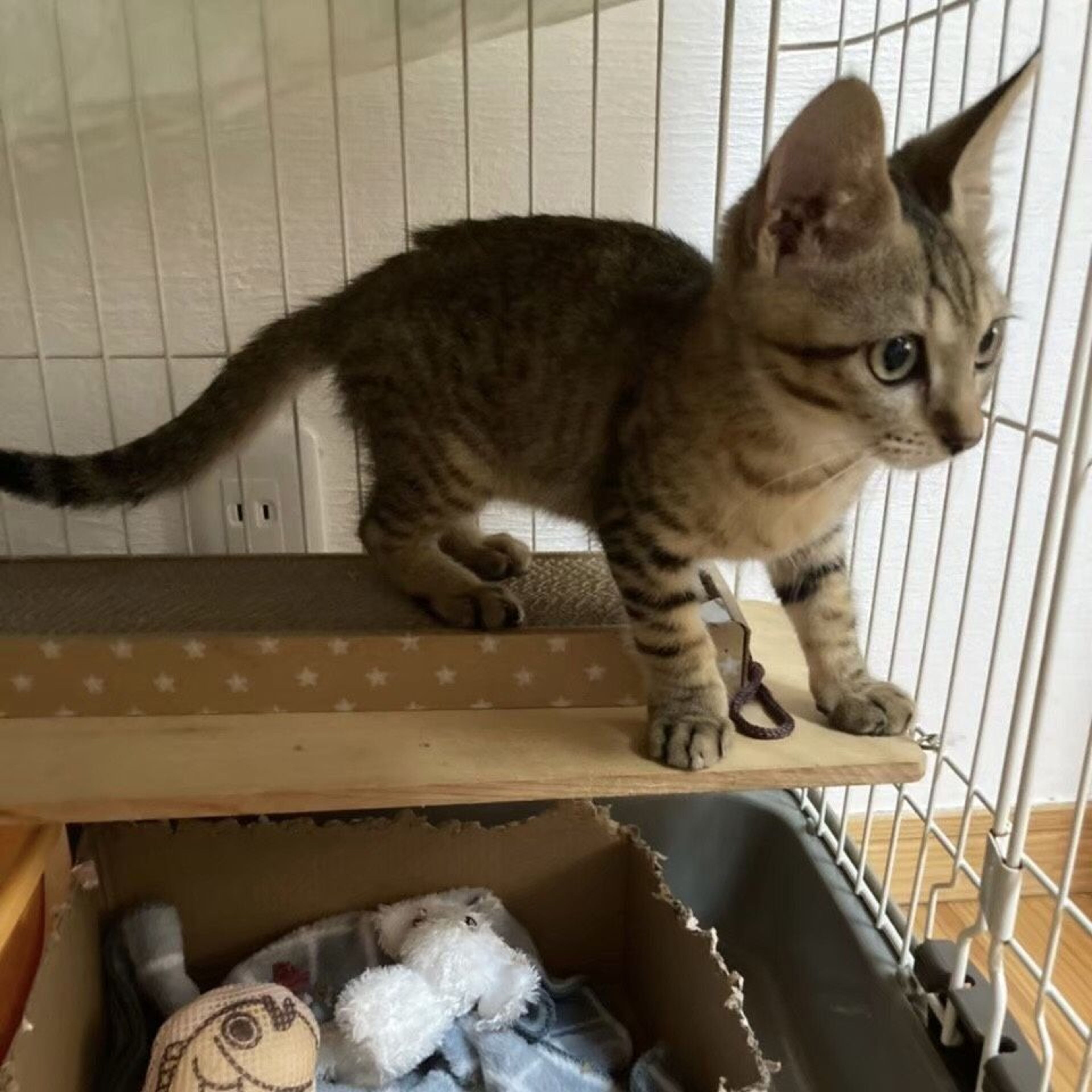 pet-image-8