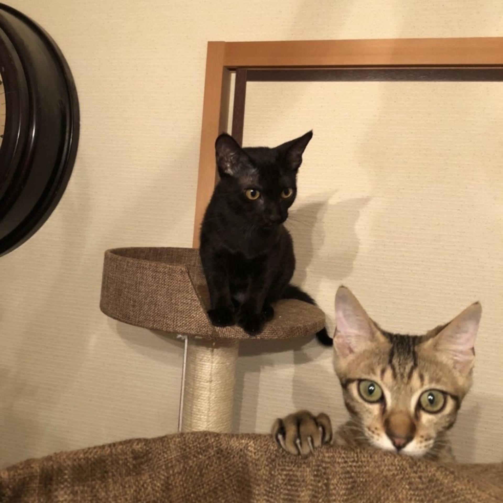 pet-image-9