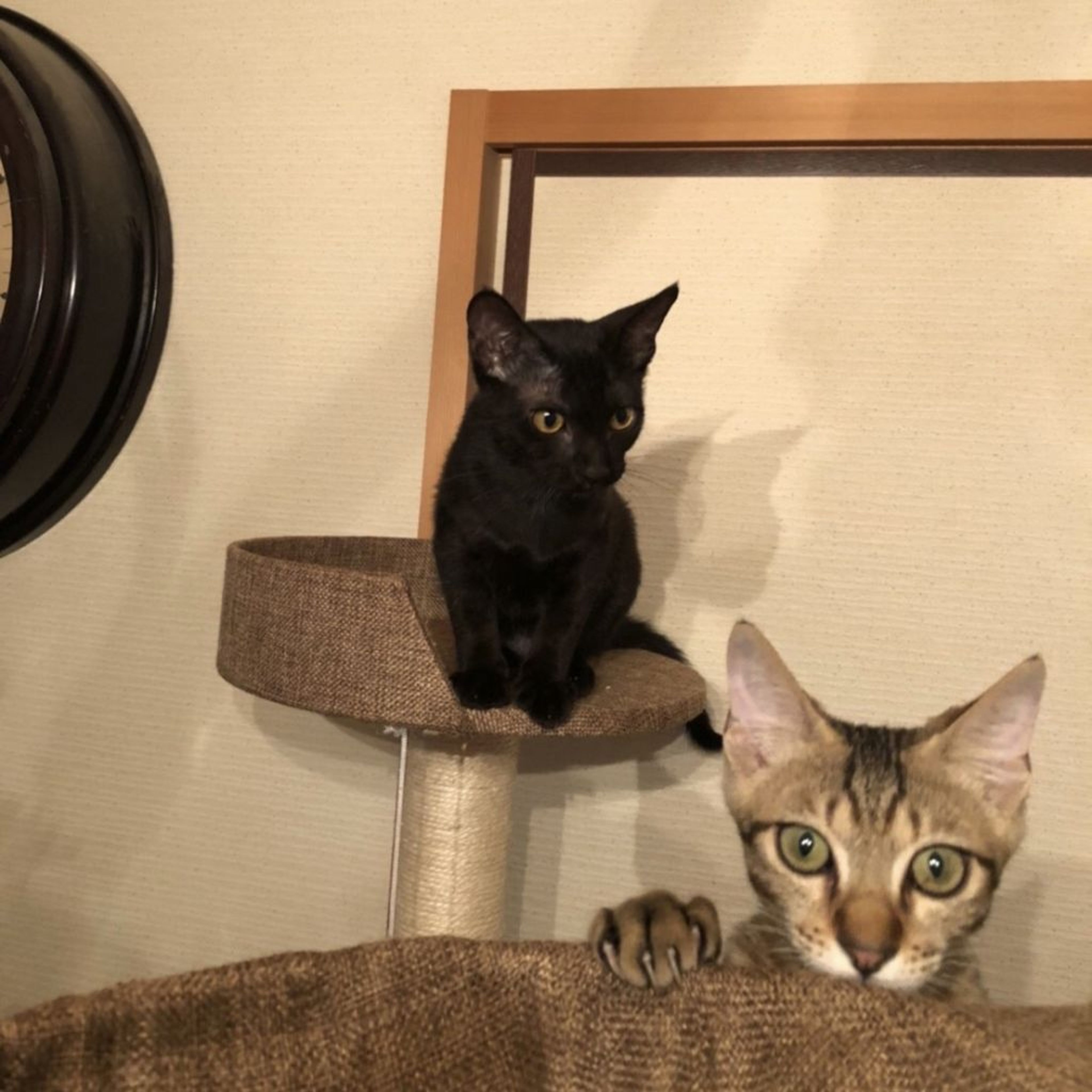 pet-image-9