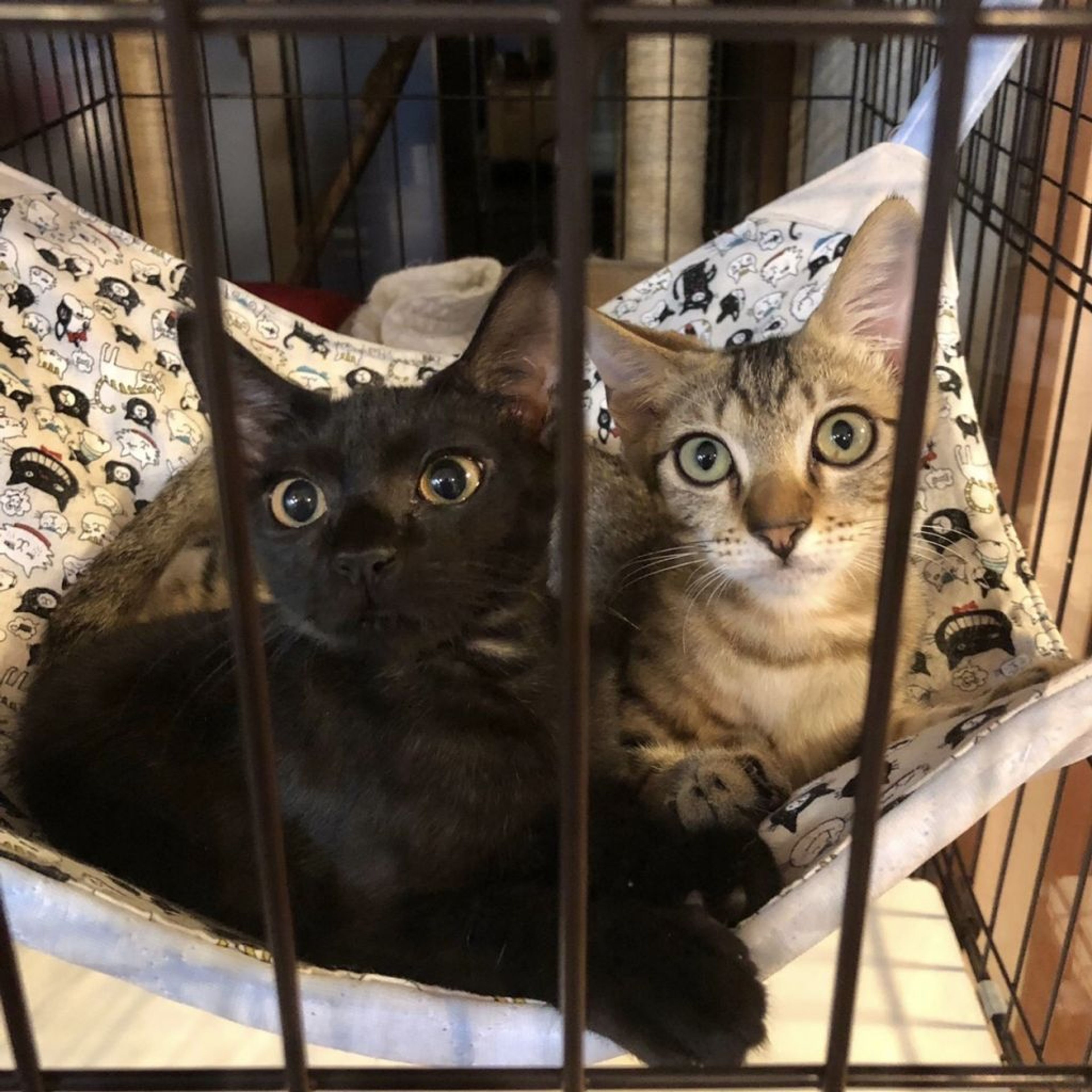 pet-image-10