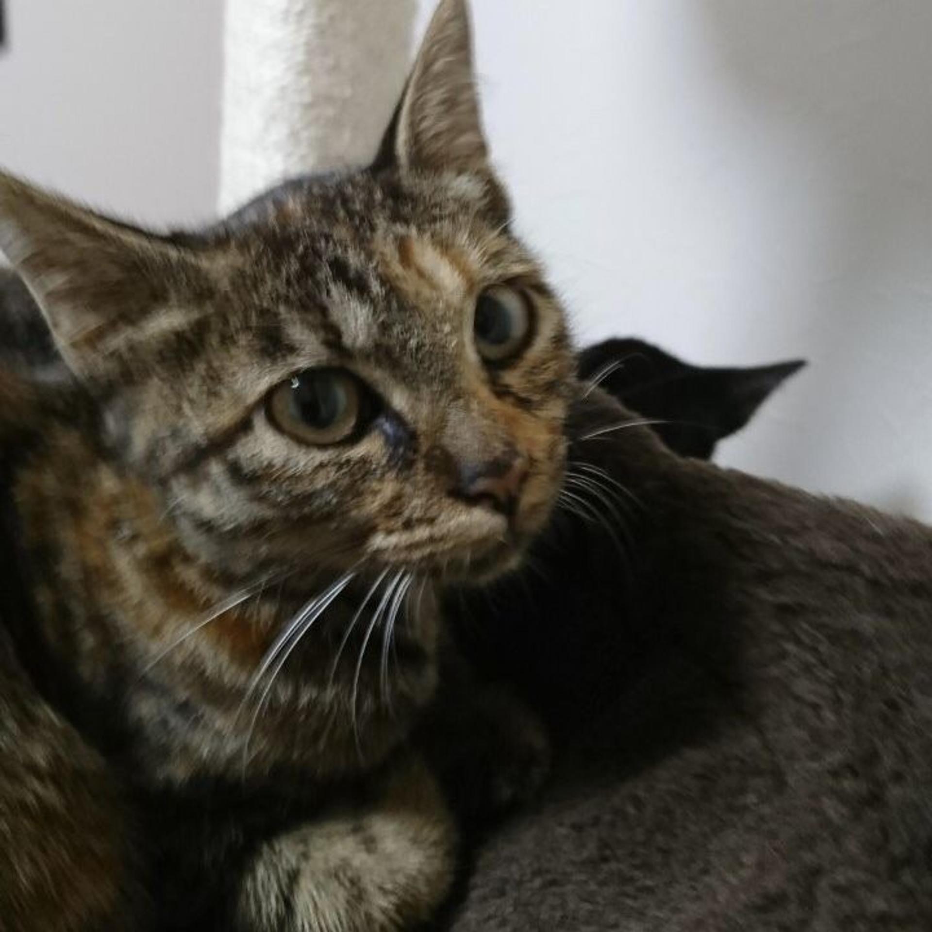 pet-image-5