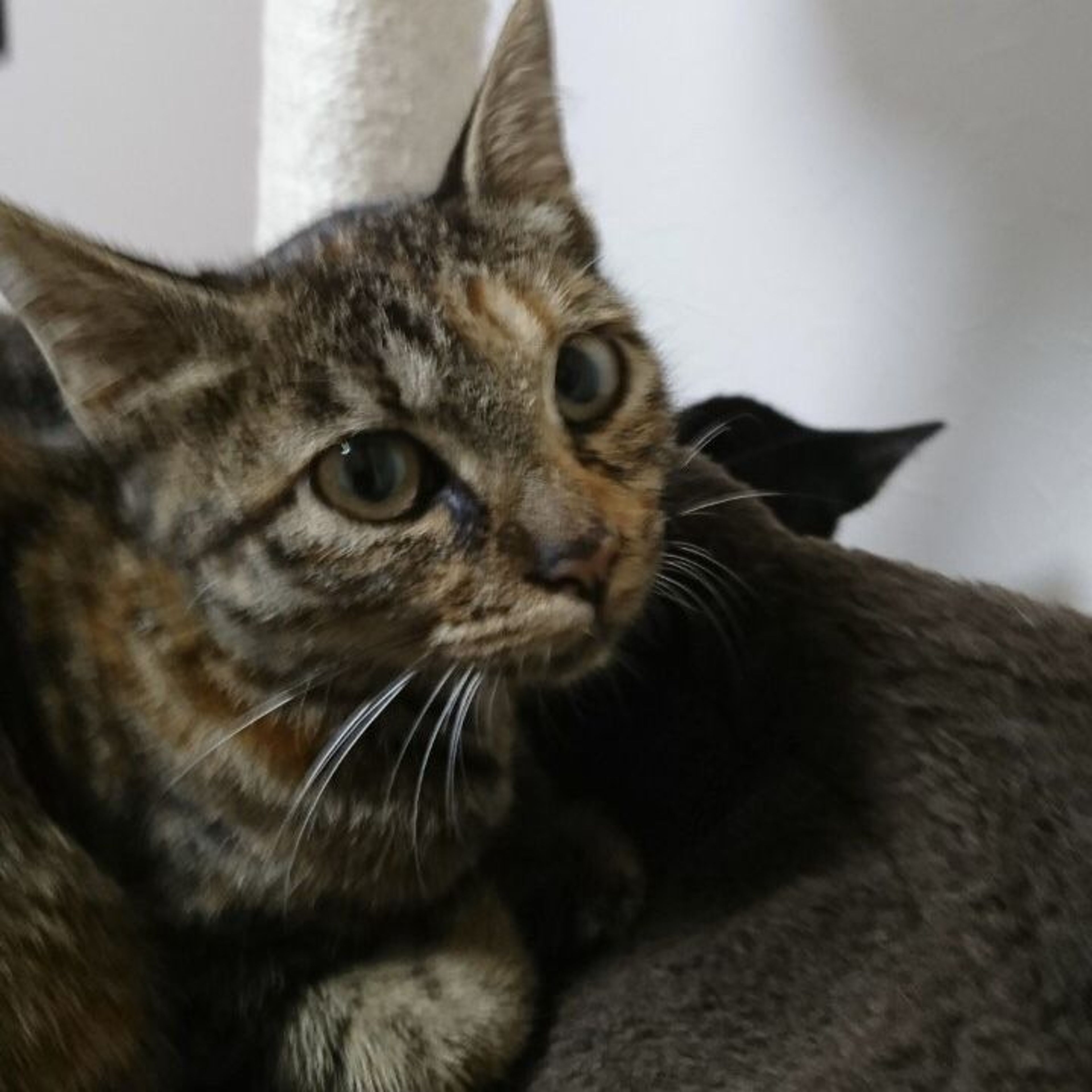 pet-image-5