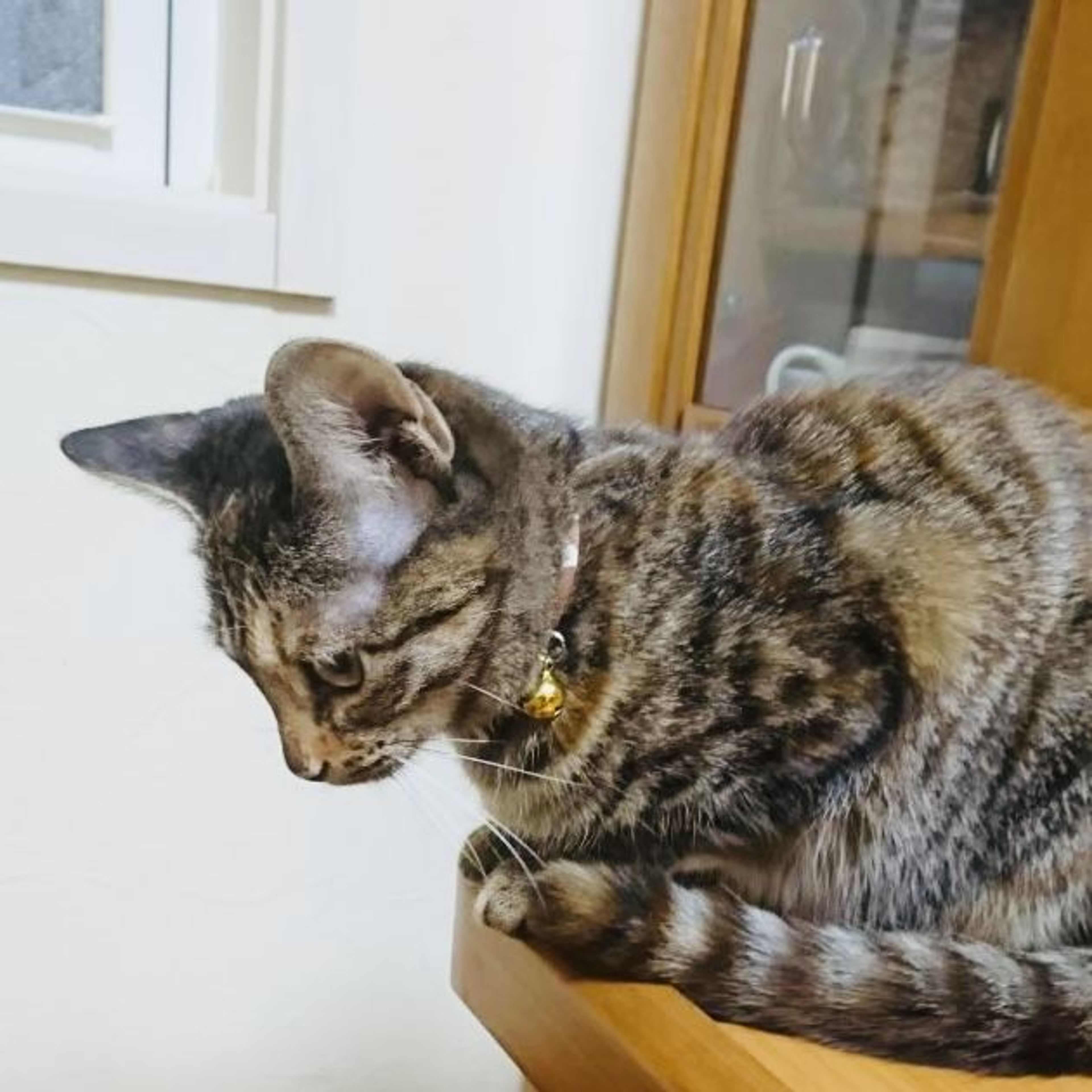pet-image-2