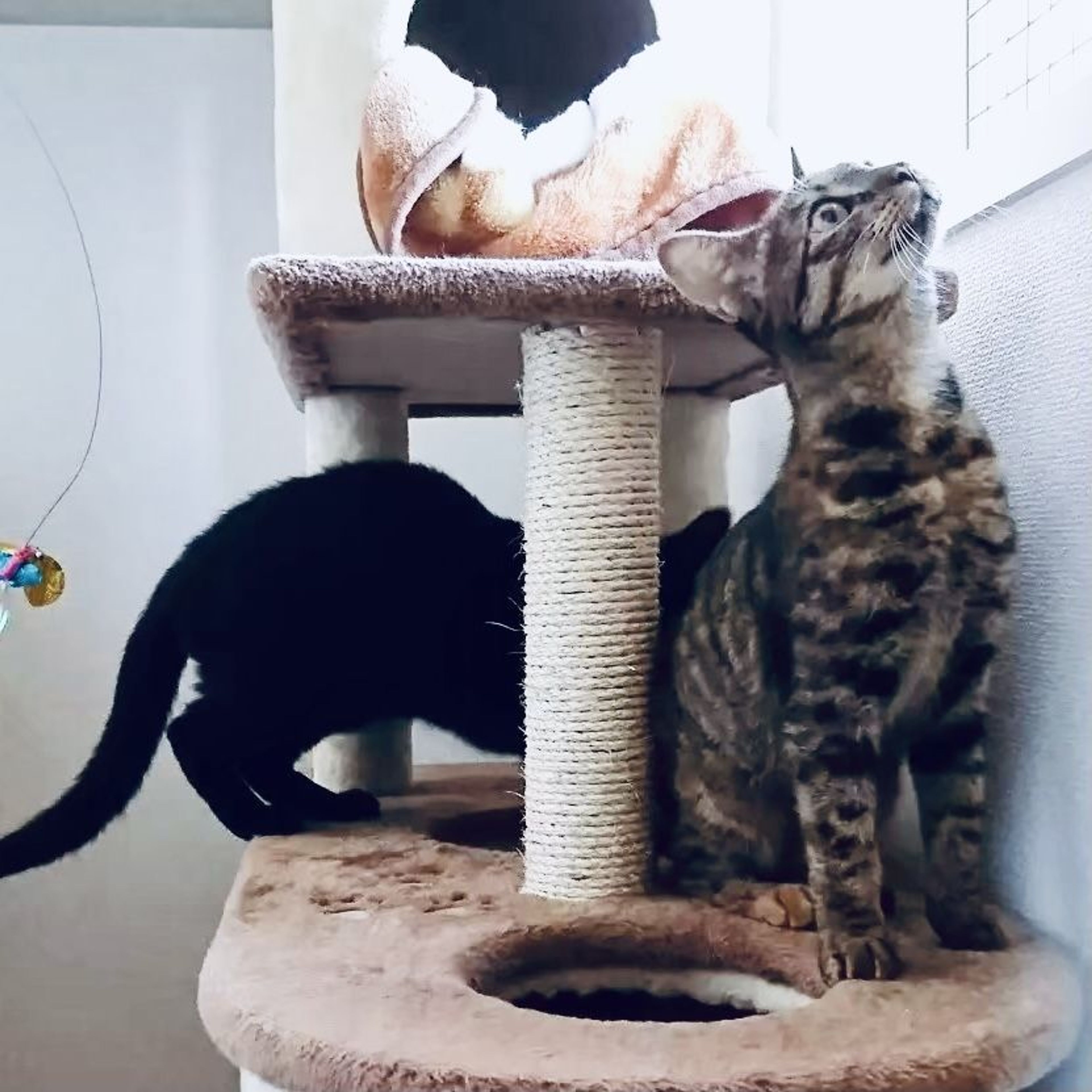 pet-image-3