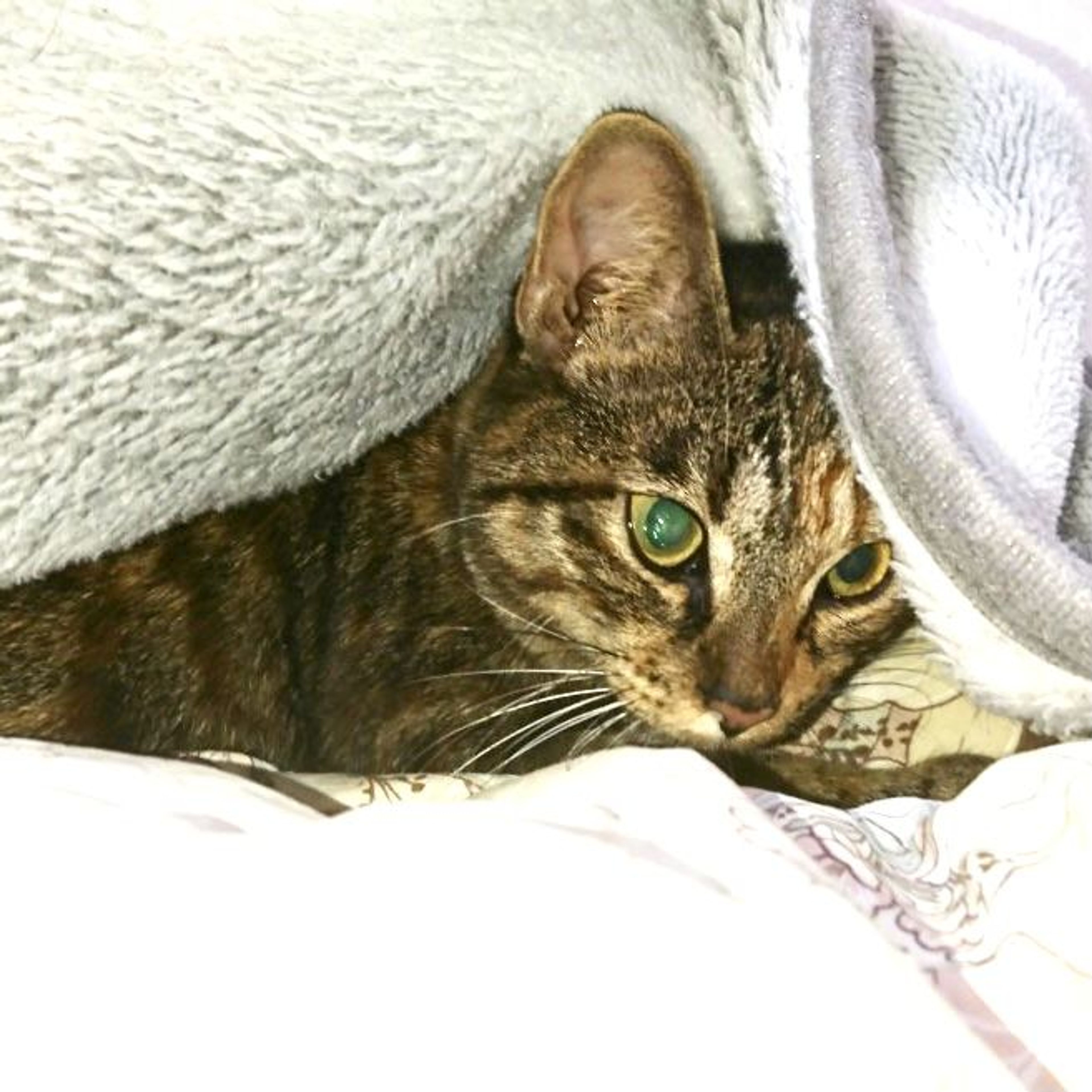 pet-image-4