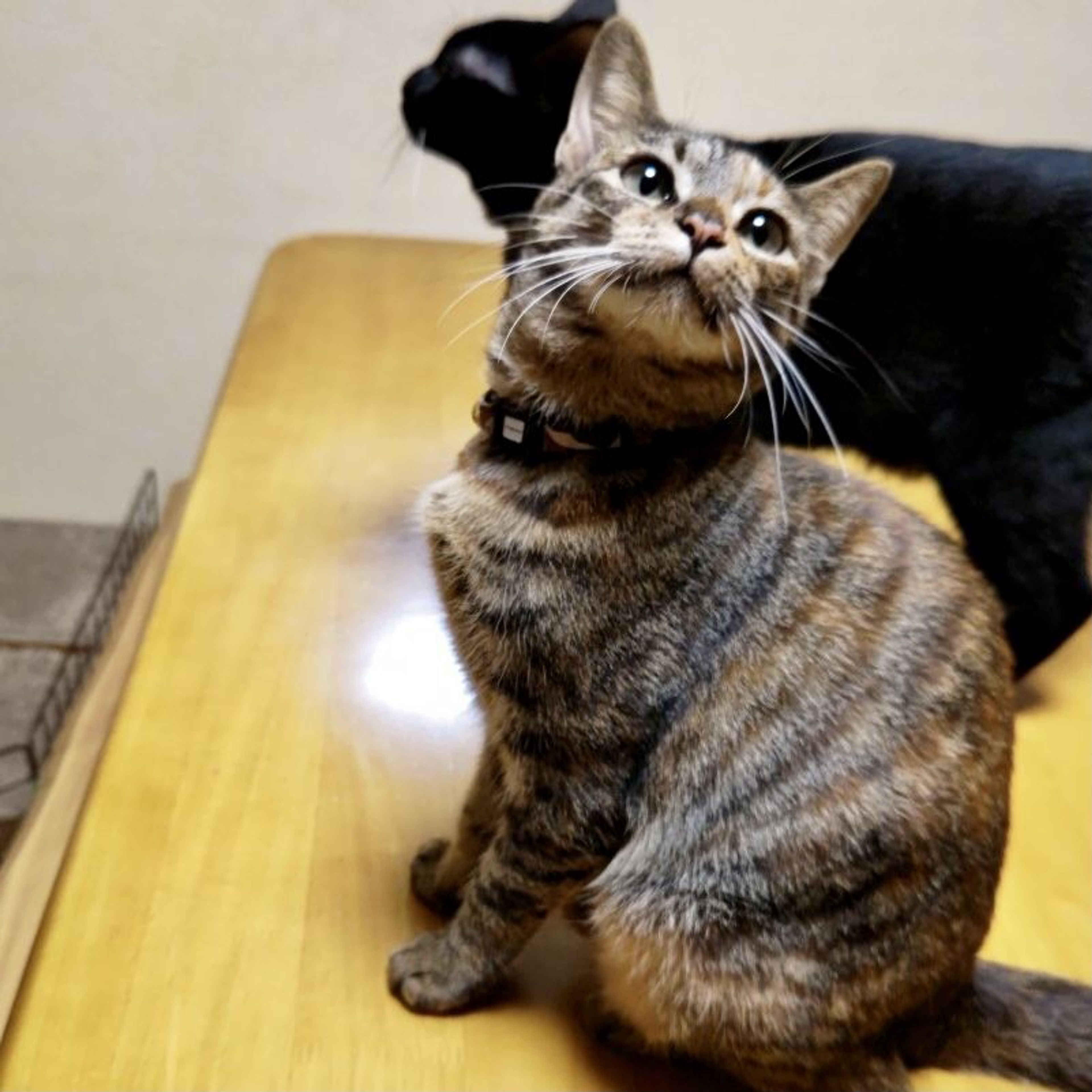 pet-image-7