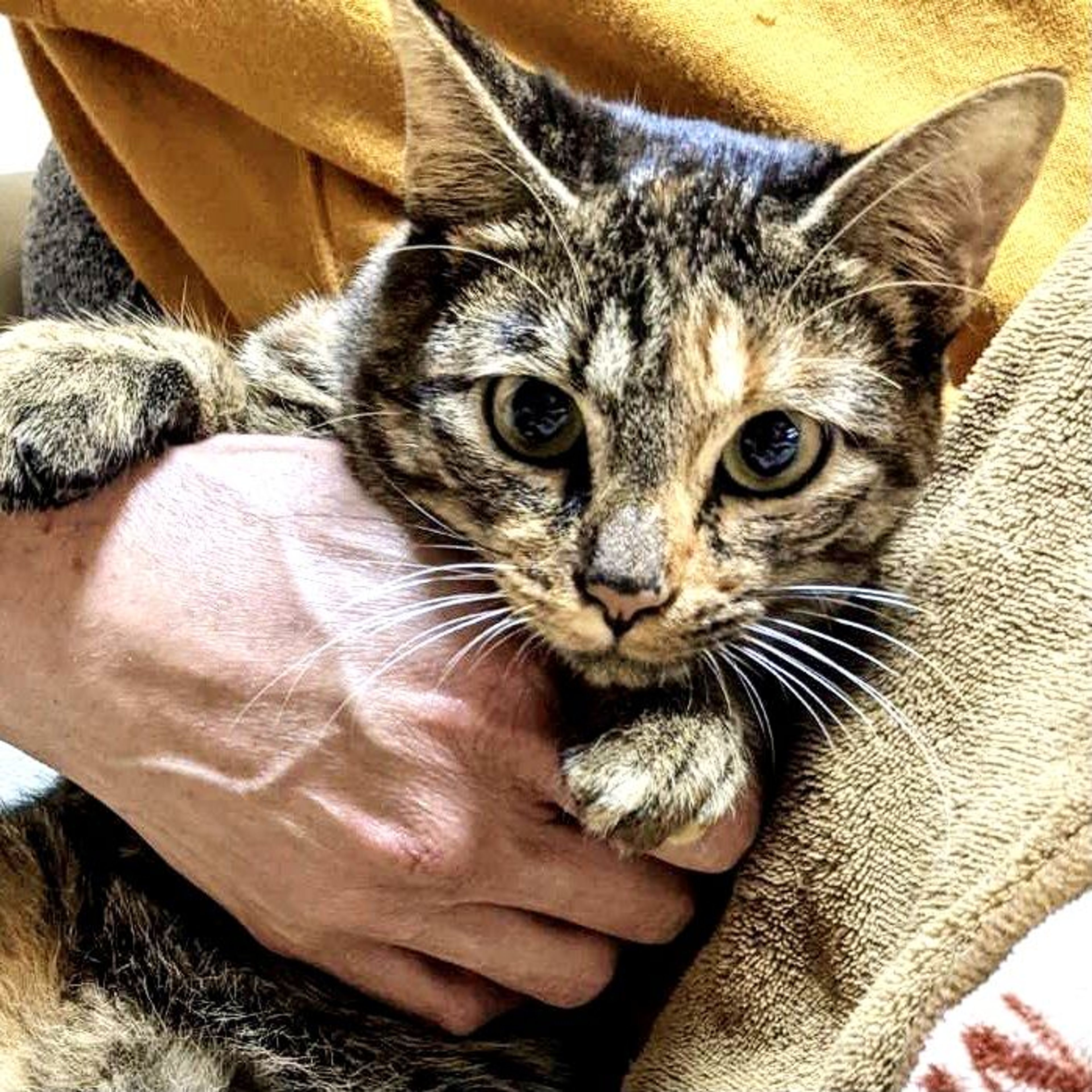 pet-image-8