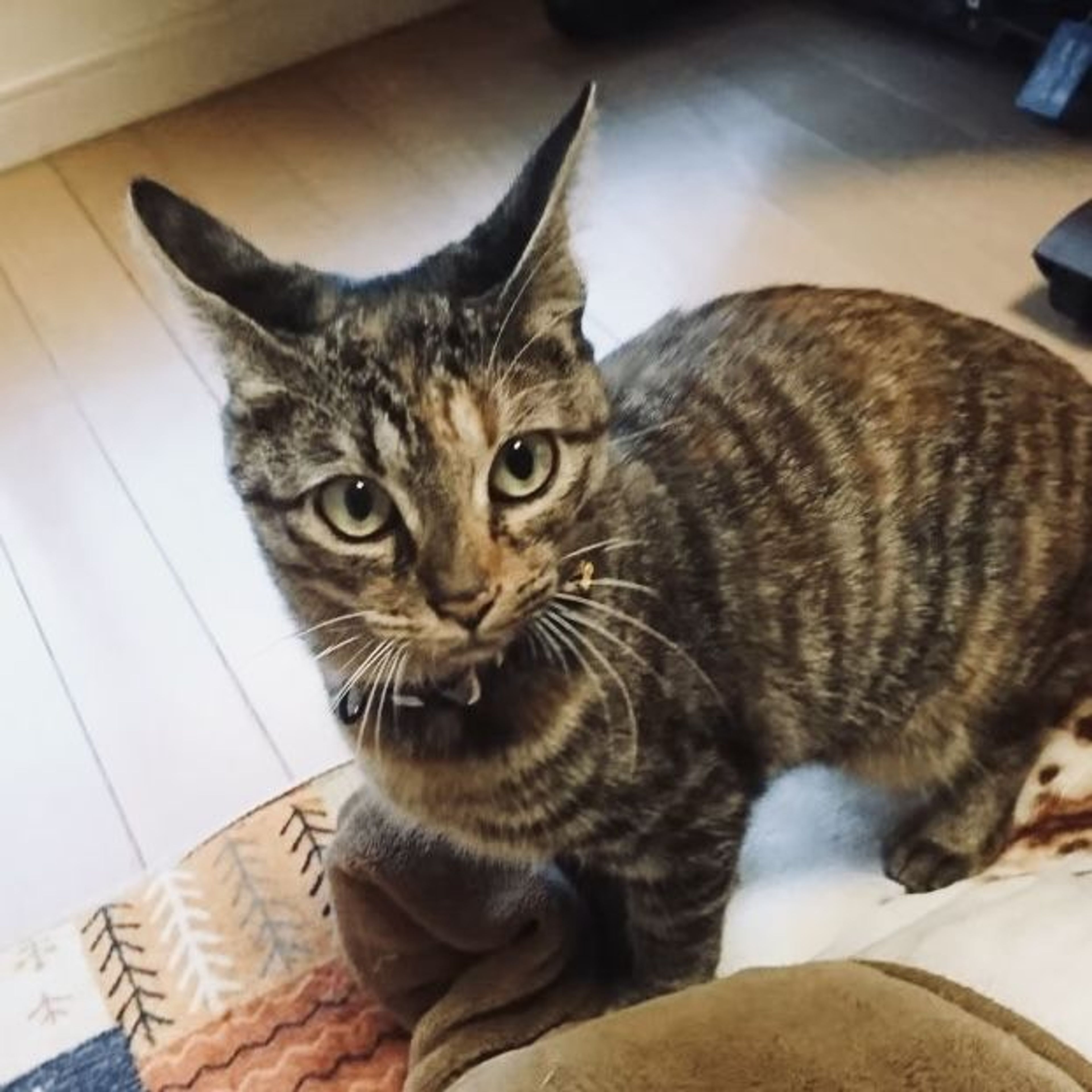 雑種（ミックス猫）・メスの里親募集の写真