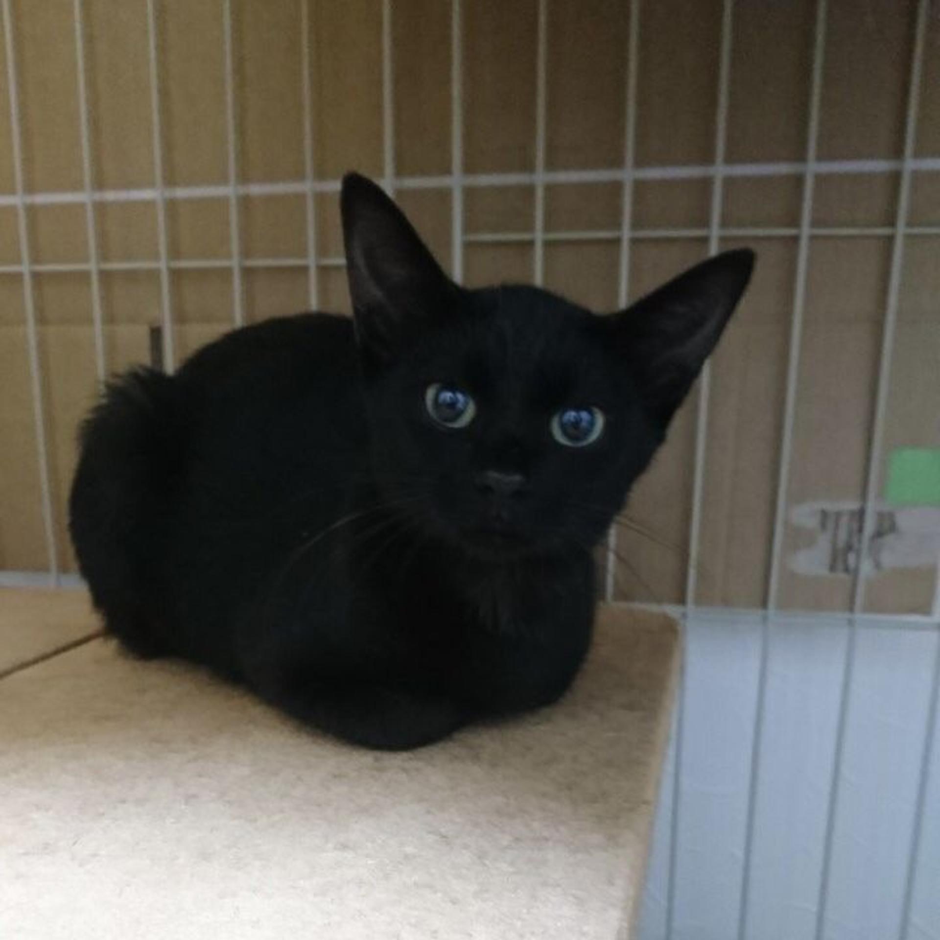 pet-image-2