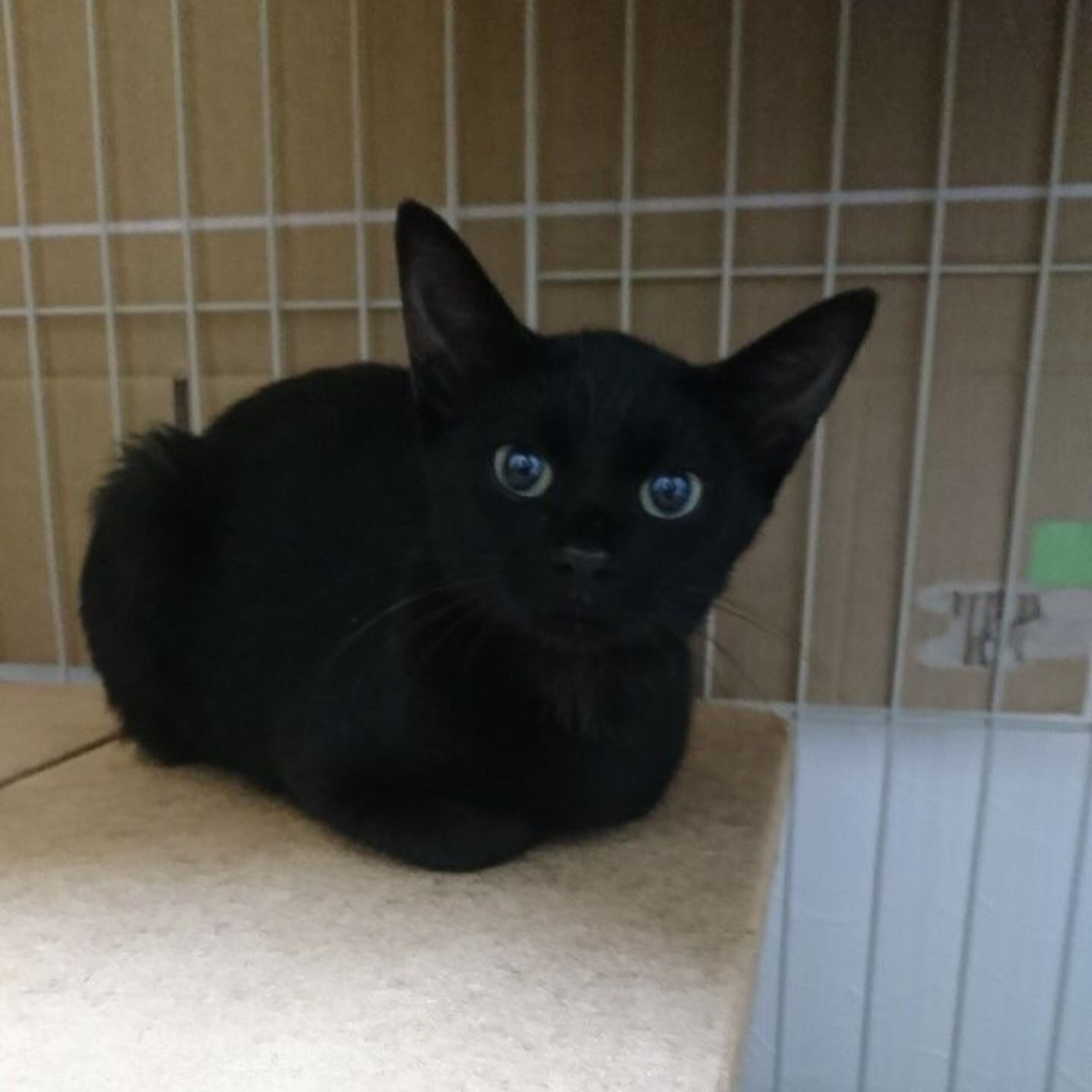 pet-image-2