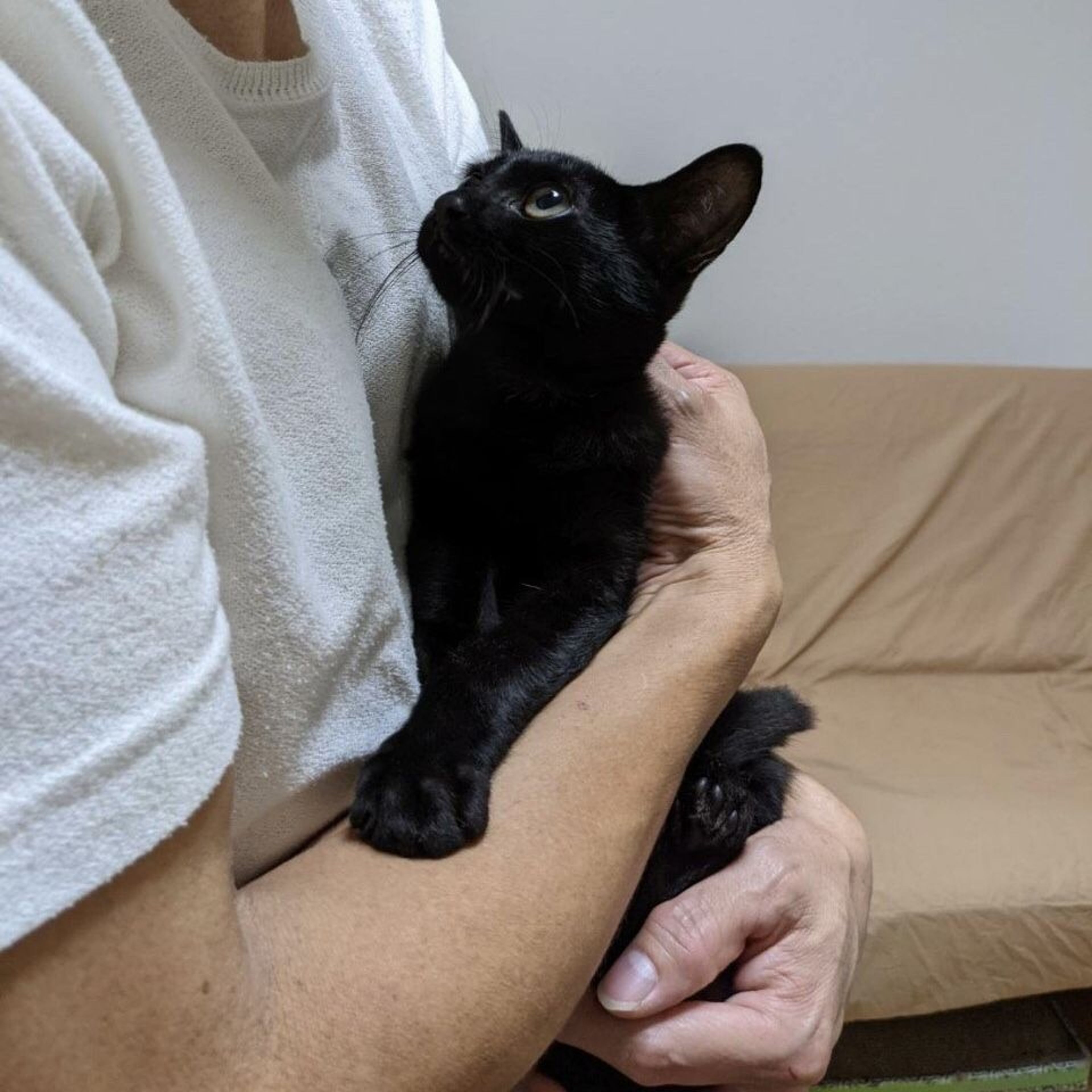 pet-image-8