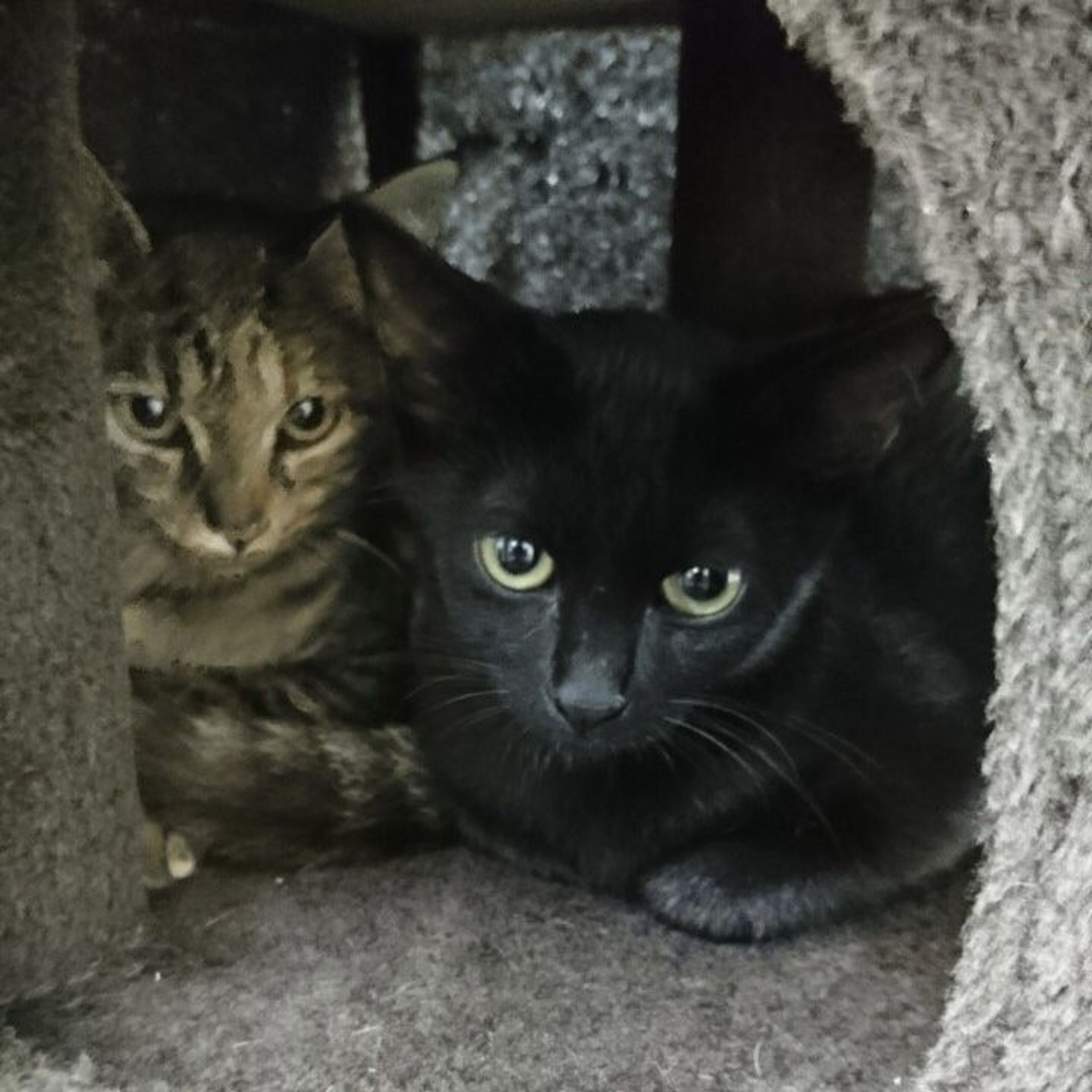 pet-image-9