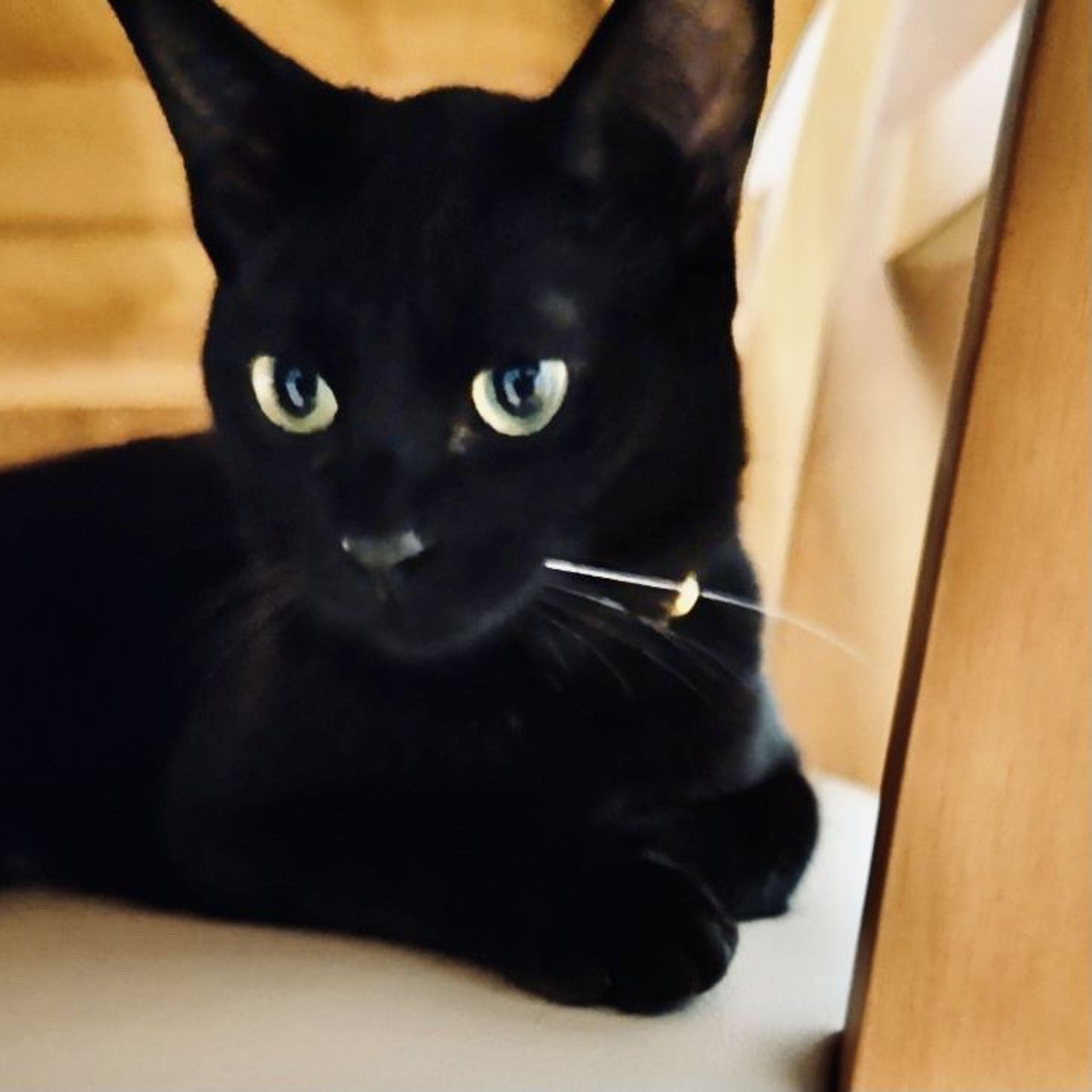 雑種（ミックス猫）・オスの里親募集の写真