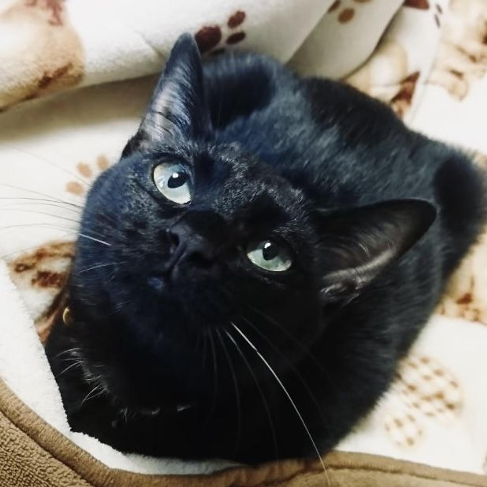 pet-image-3