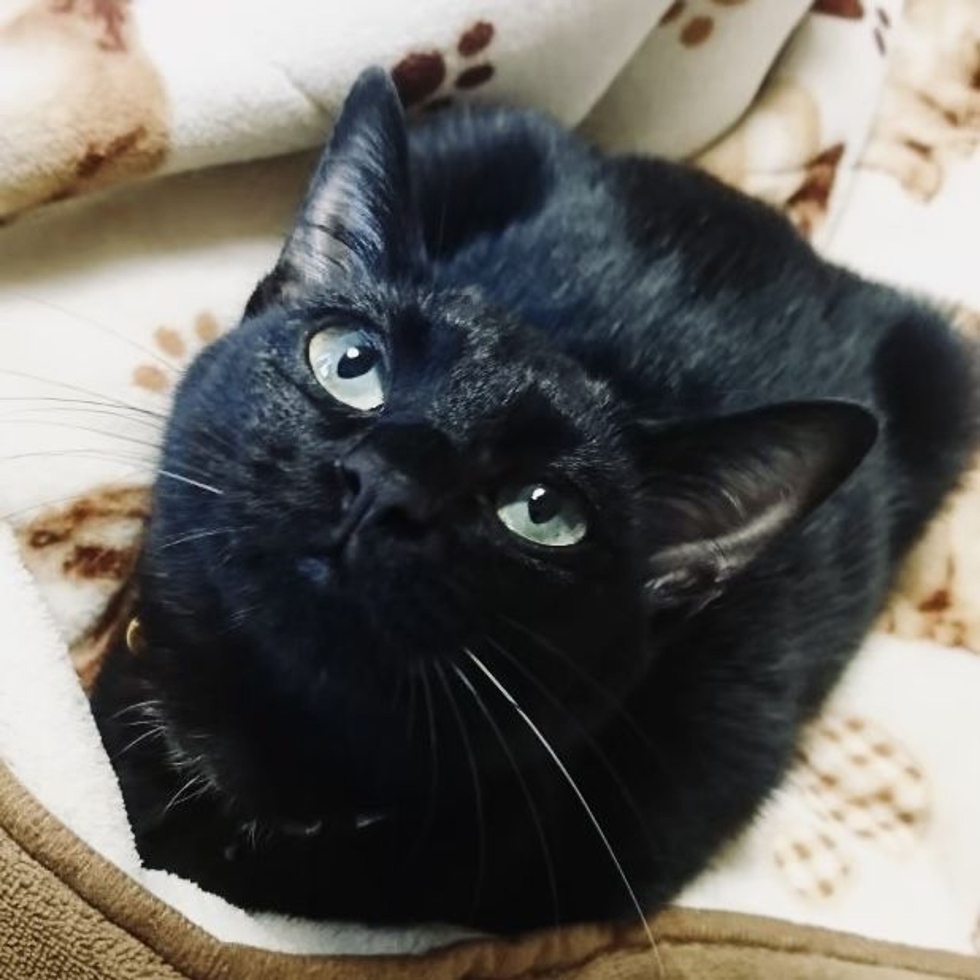 pet-image-3