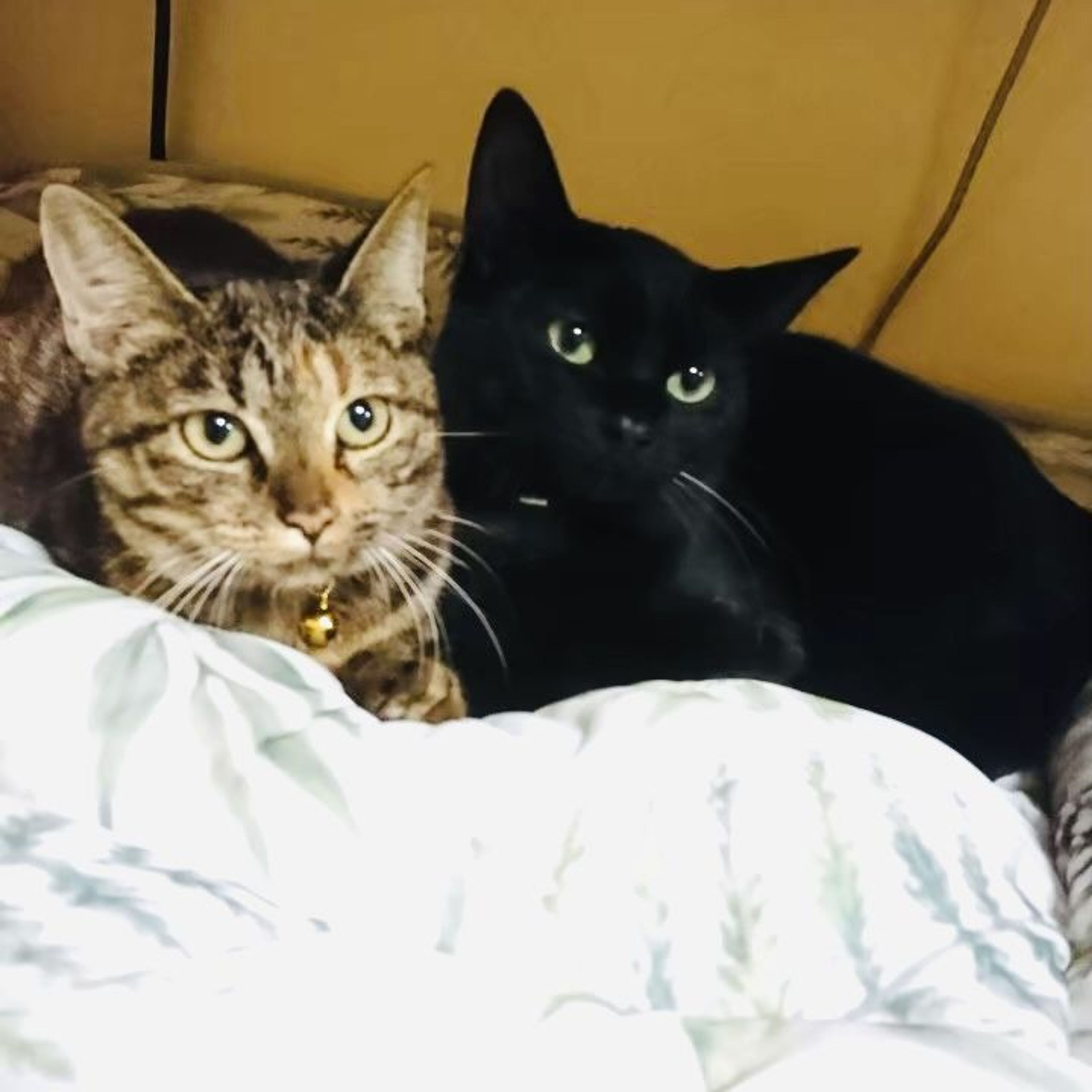 pet-image-4