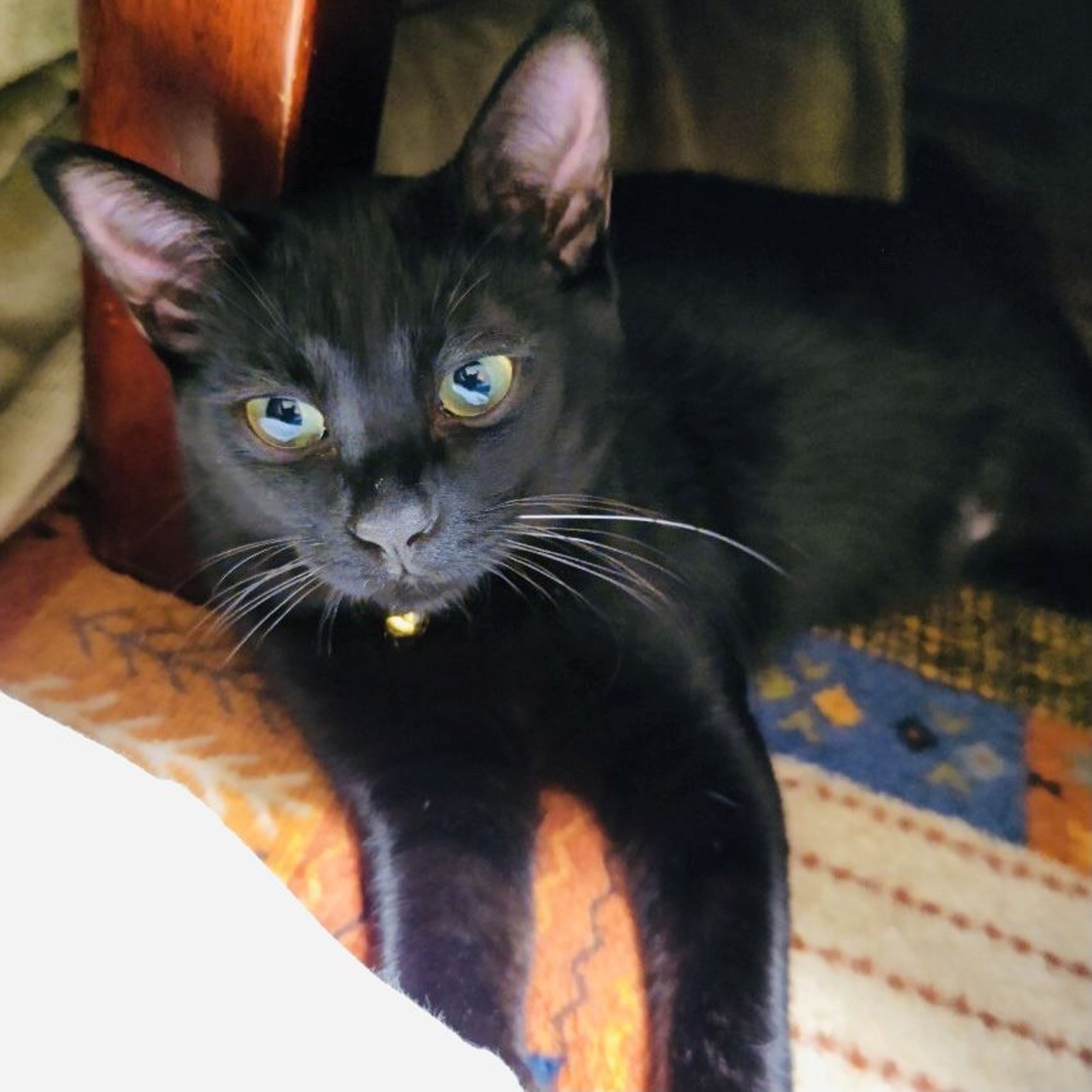pet-image-5