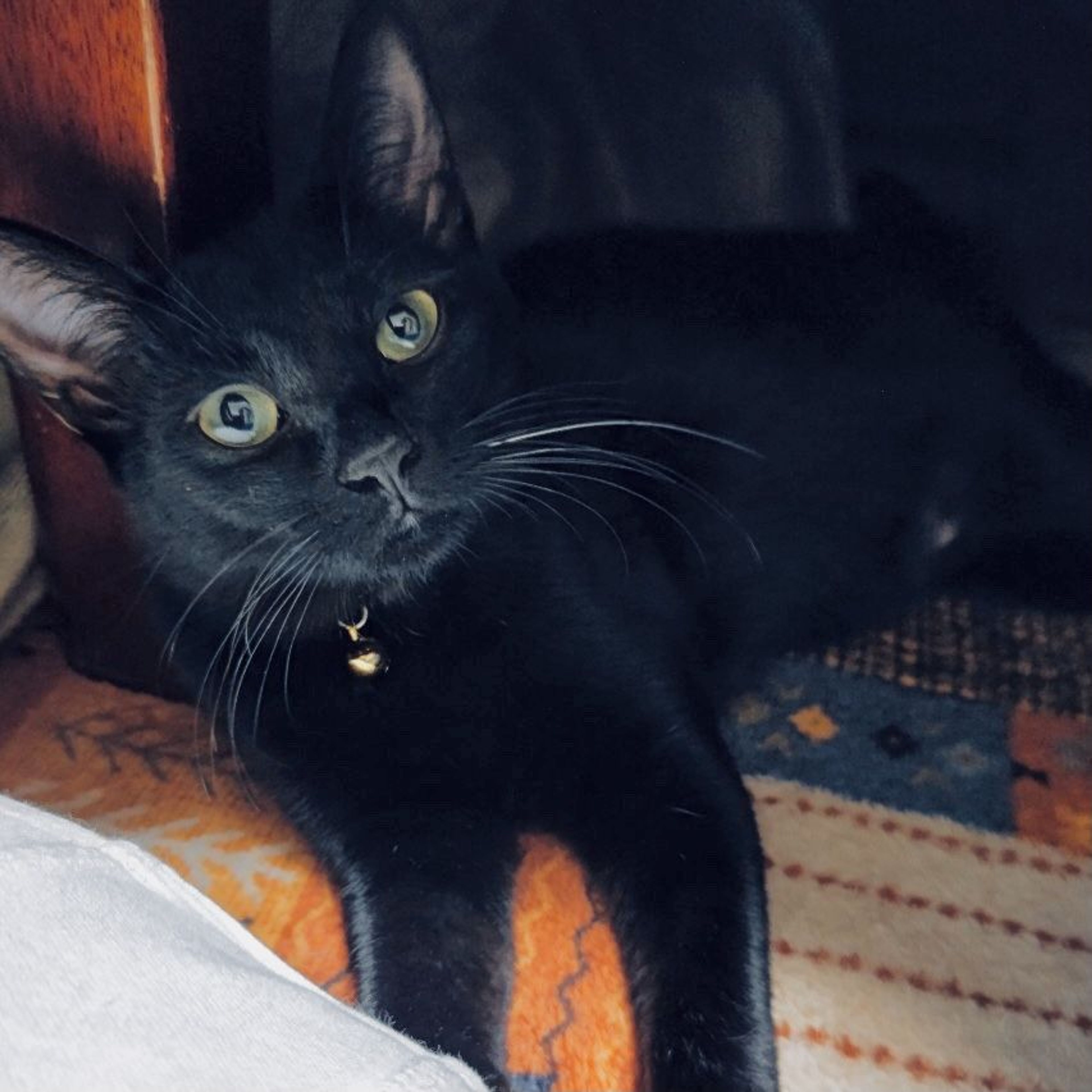 pet-image-6