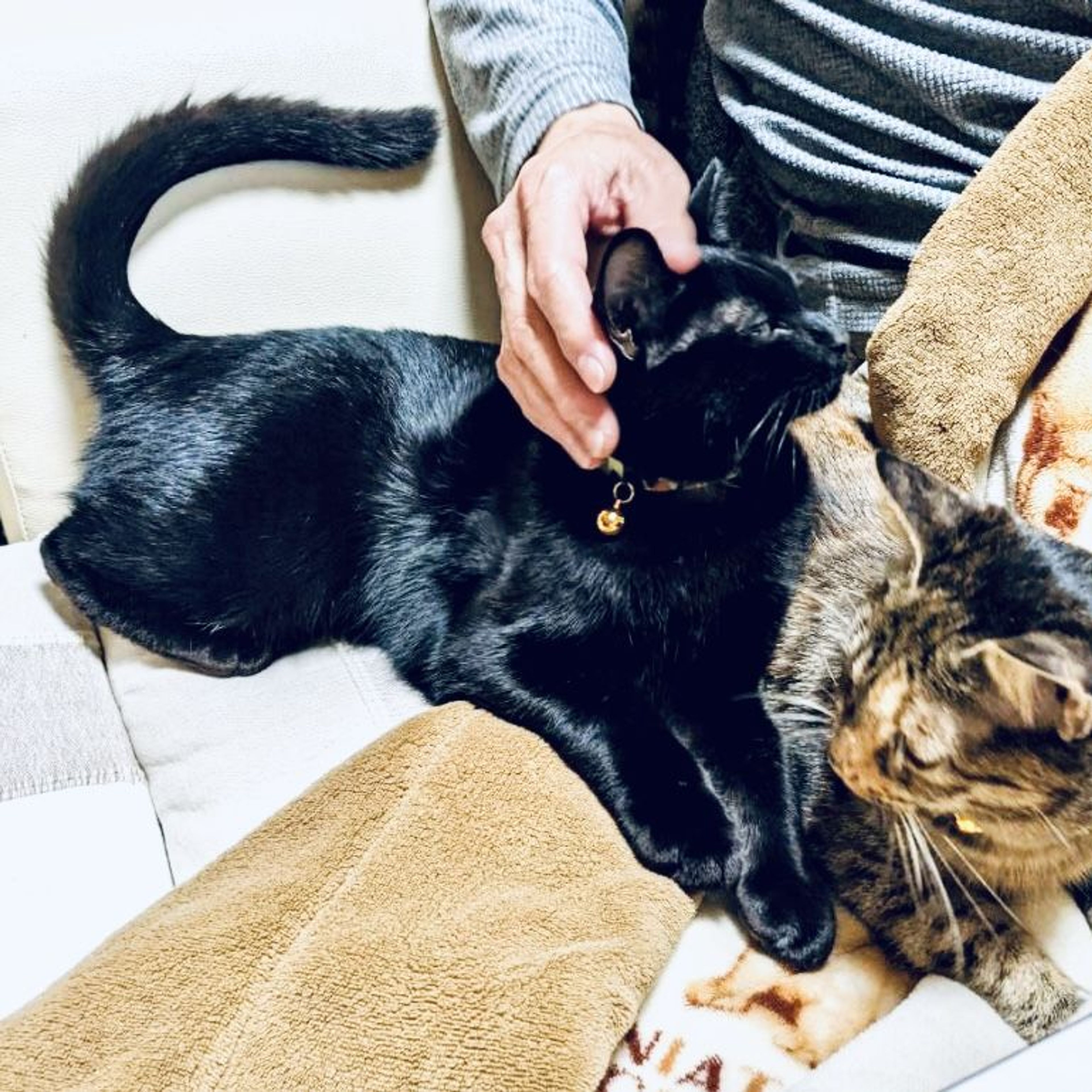 pet-image-7