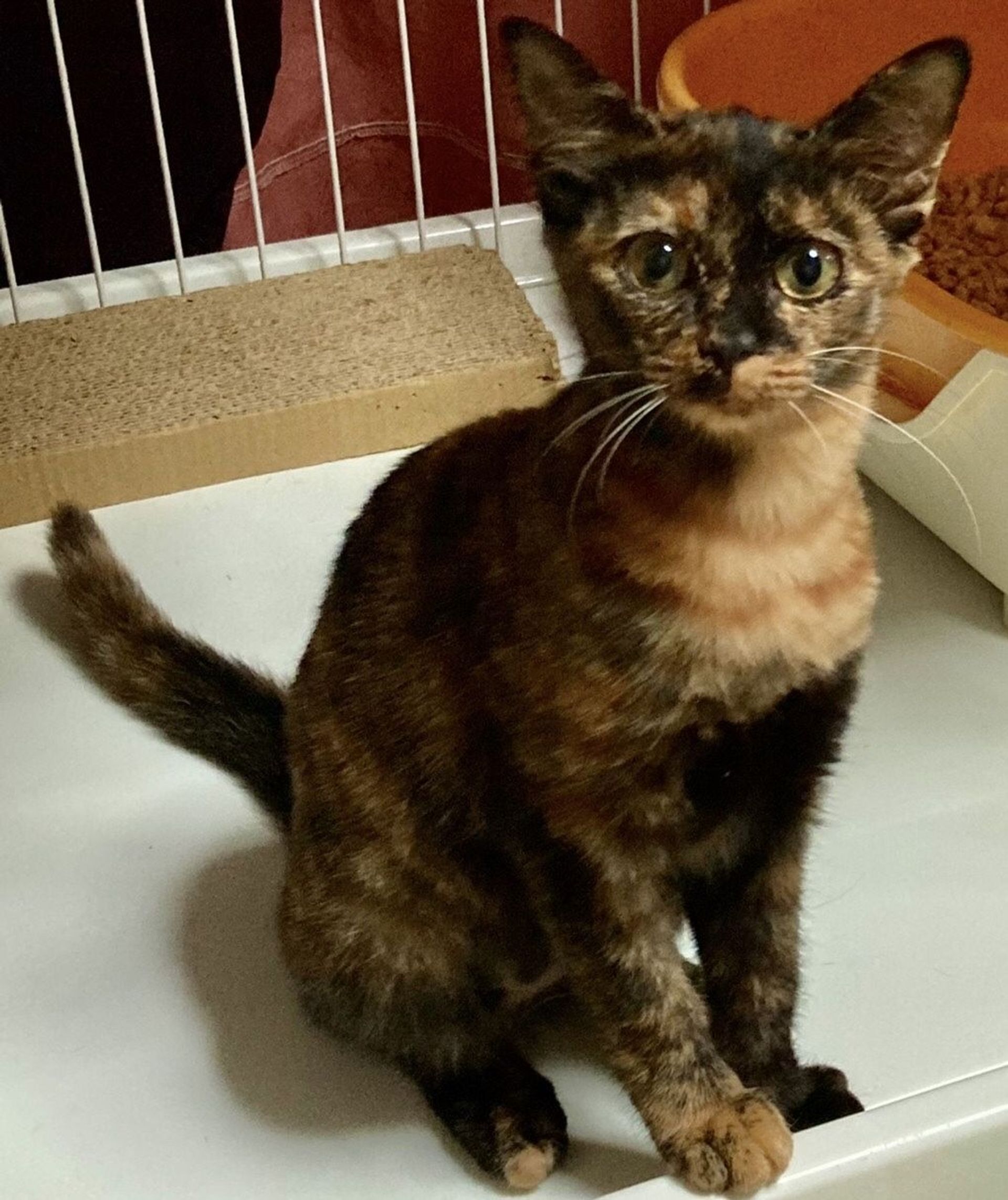 雑種（ミックス猫）・メスの里親募集の写真