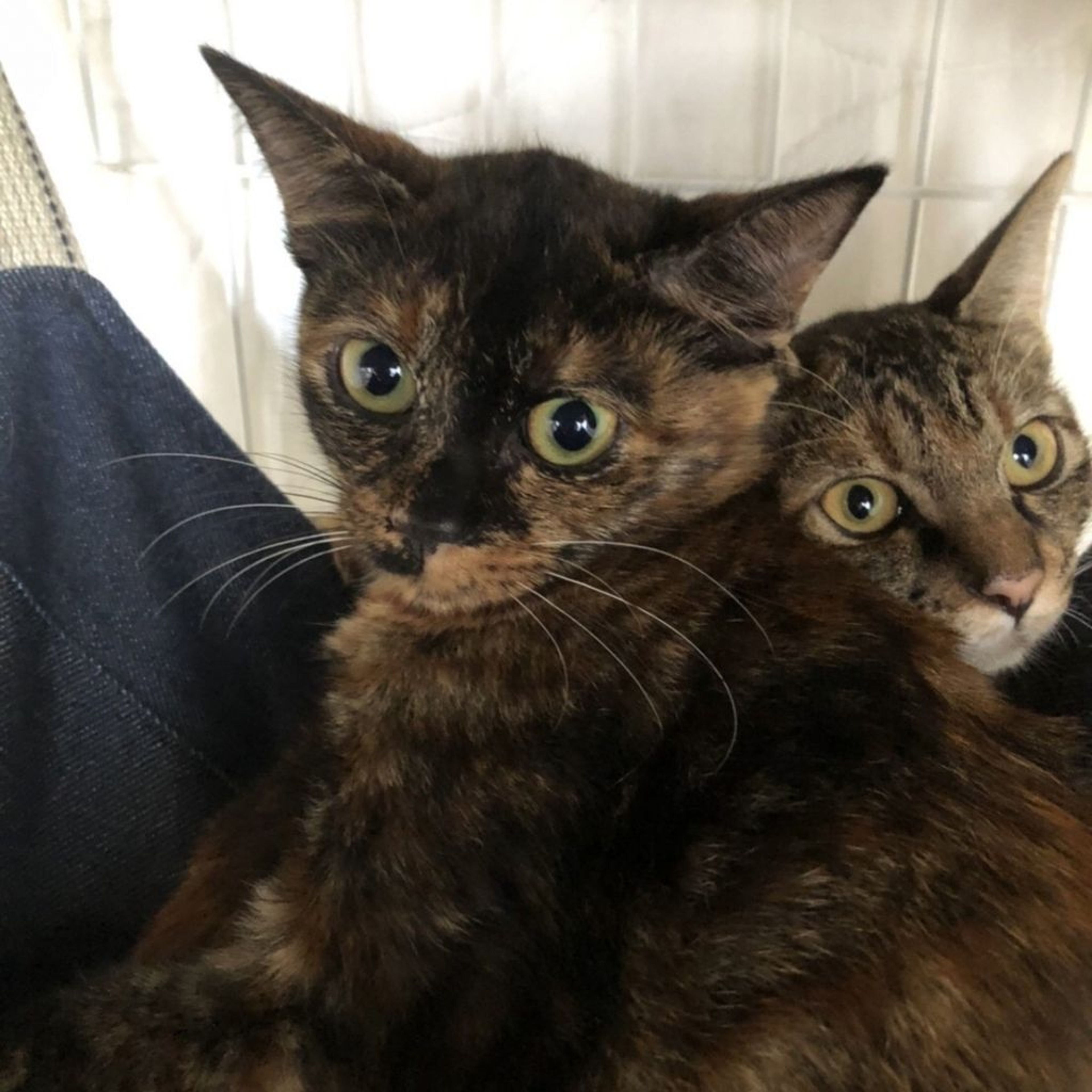 pet-image-6