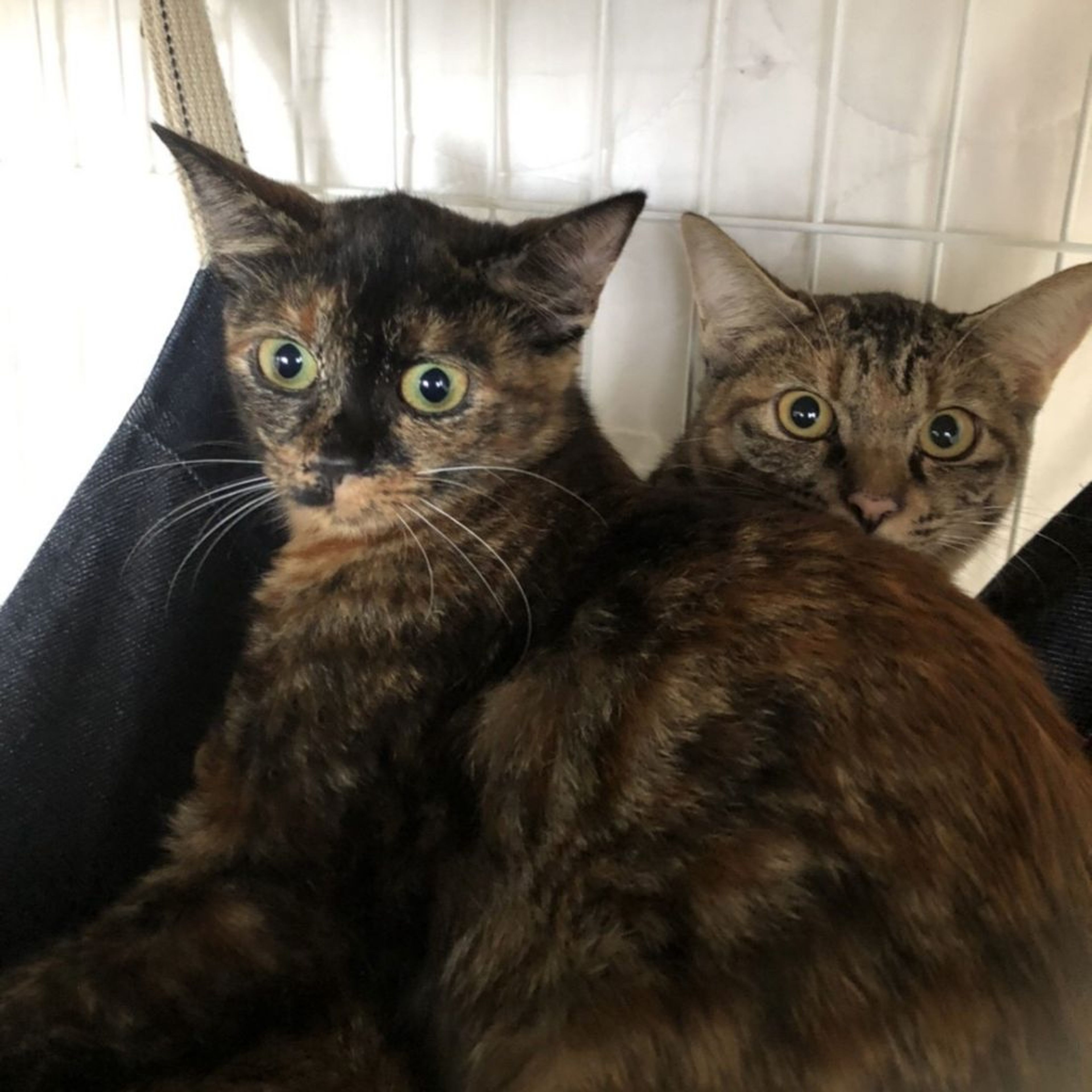 pet-image-7