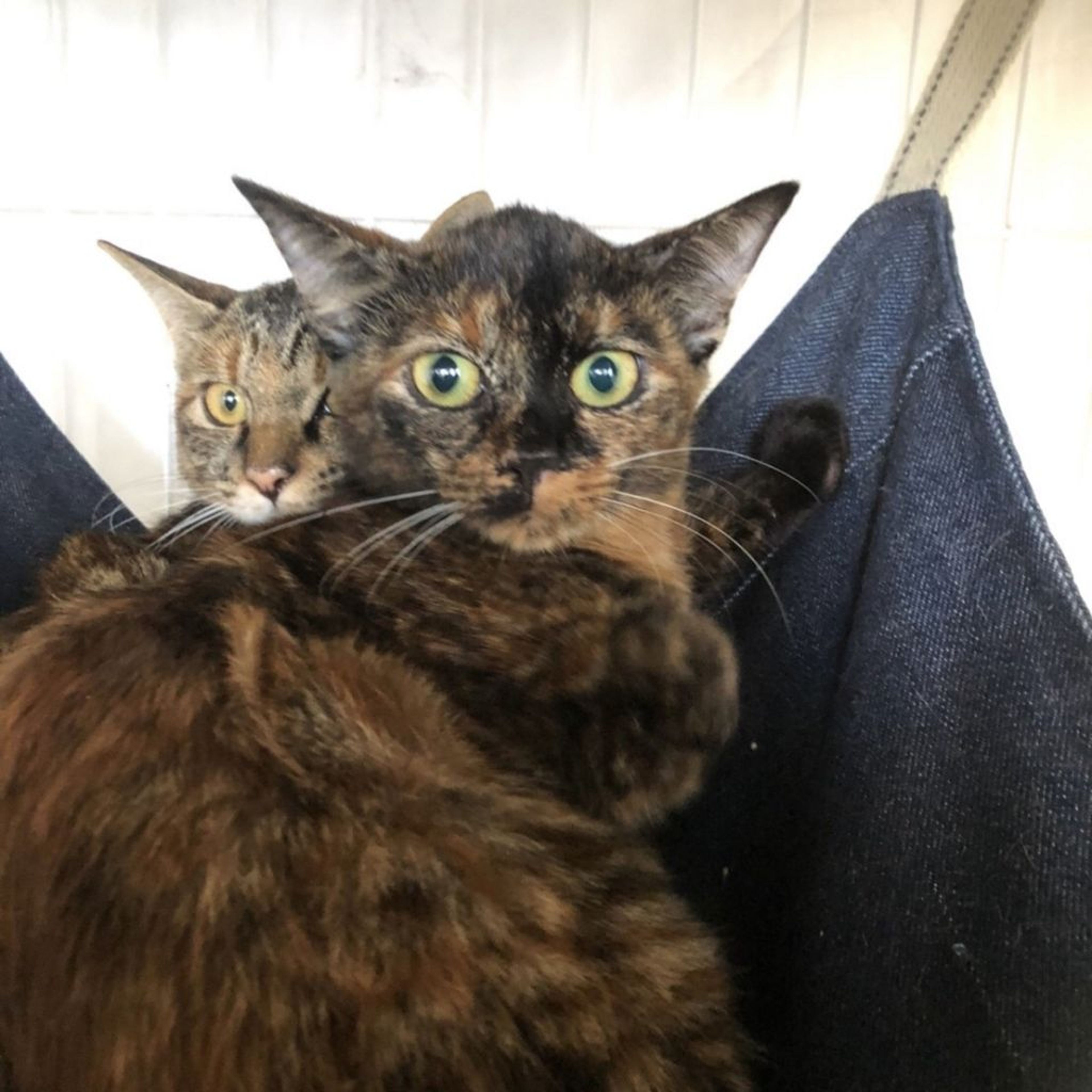 pet-image-8