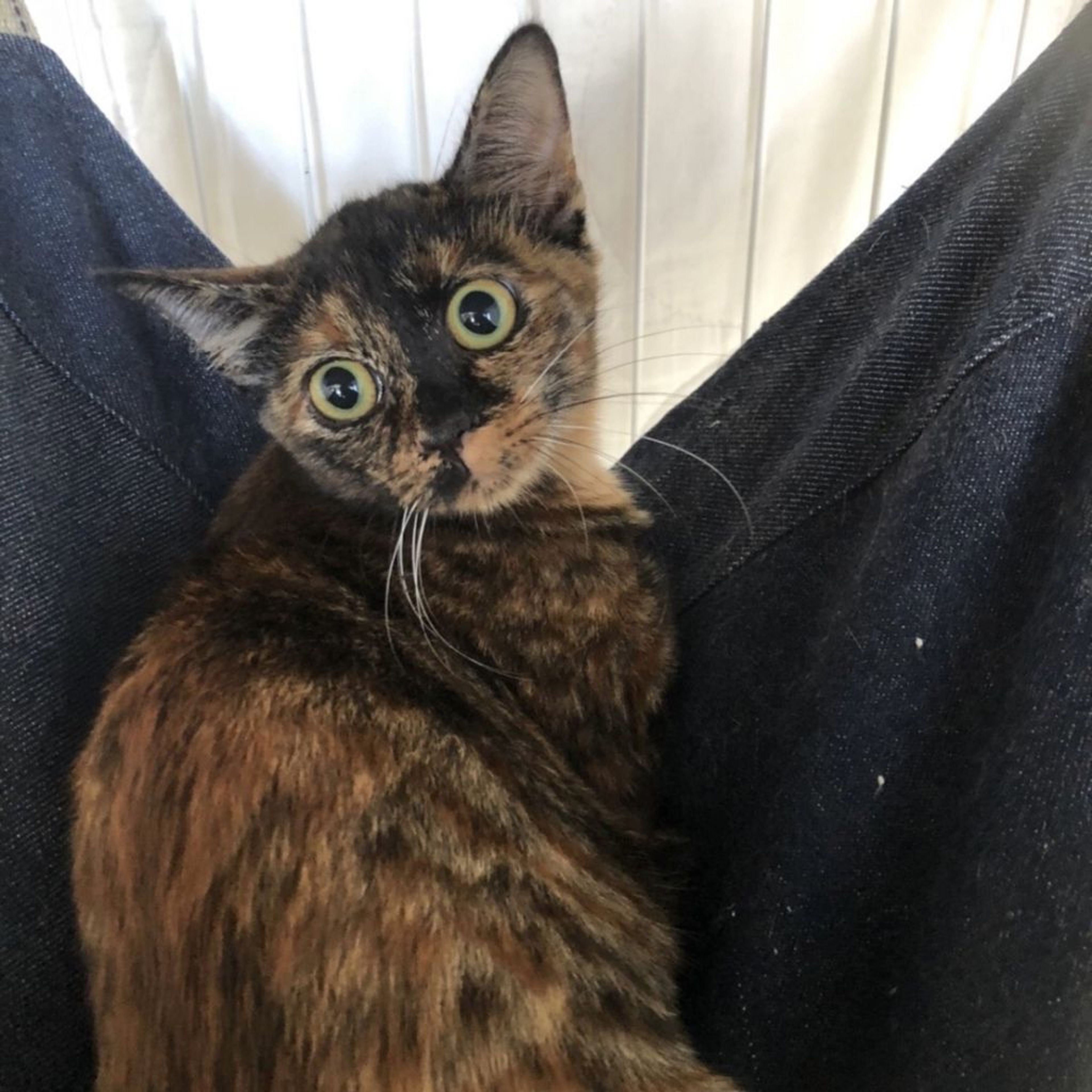 pet-image-9
