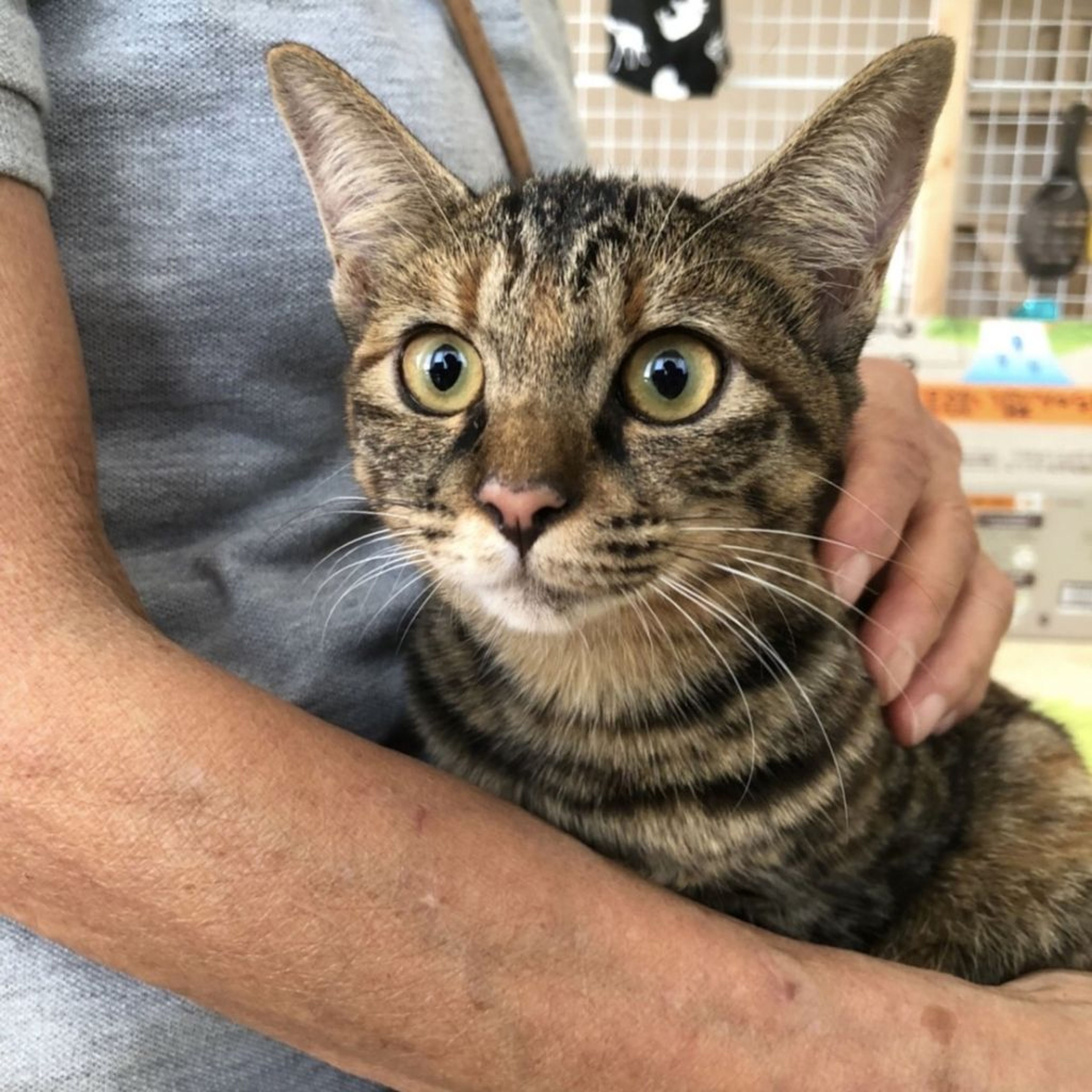 雑種（ミックス猫）・メスの里親募集の写真