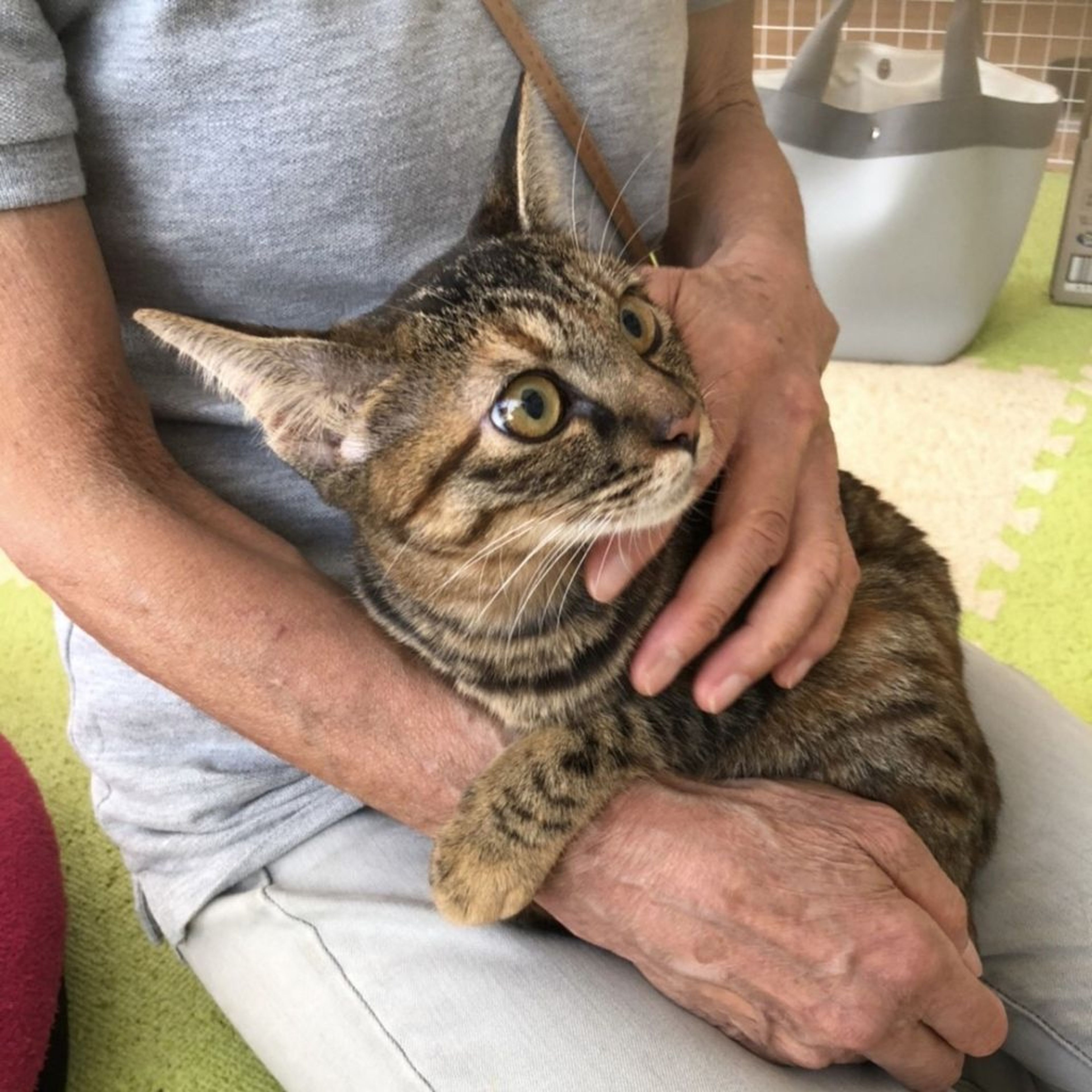 pet-image-2