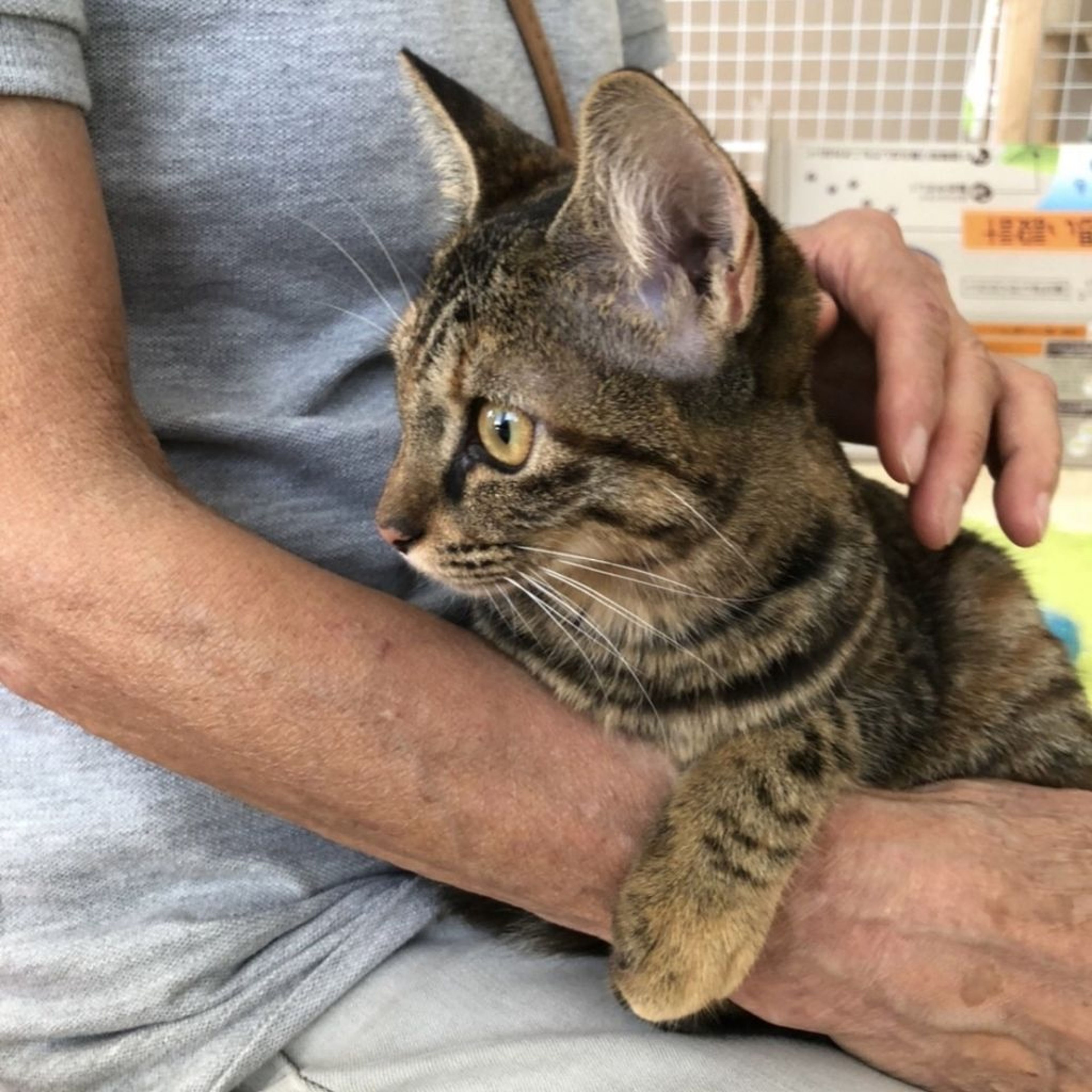 pet-image-3
