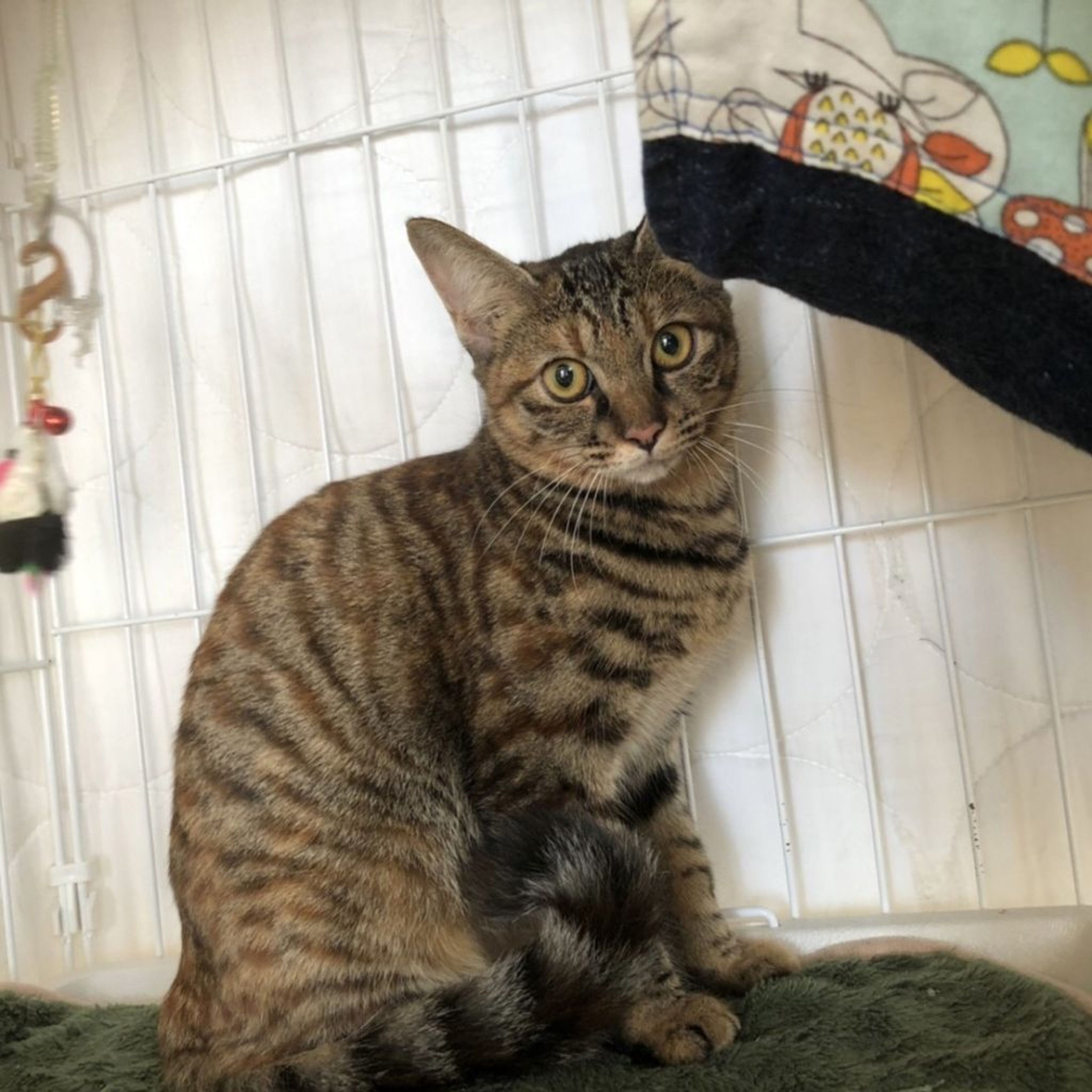 pet-image-5