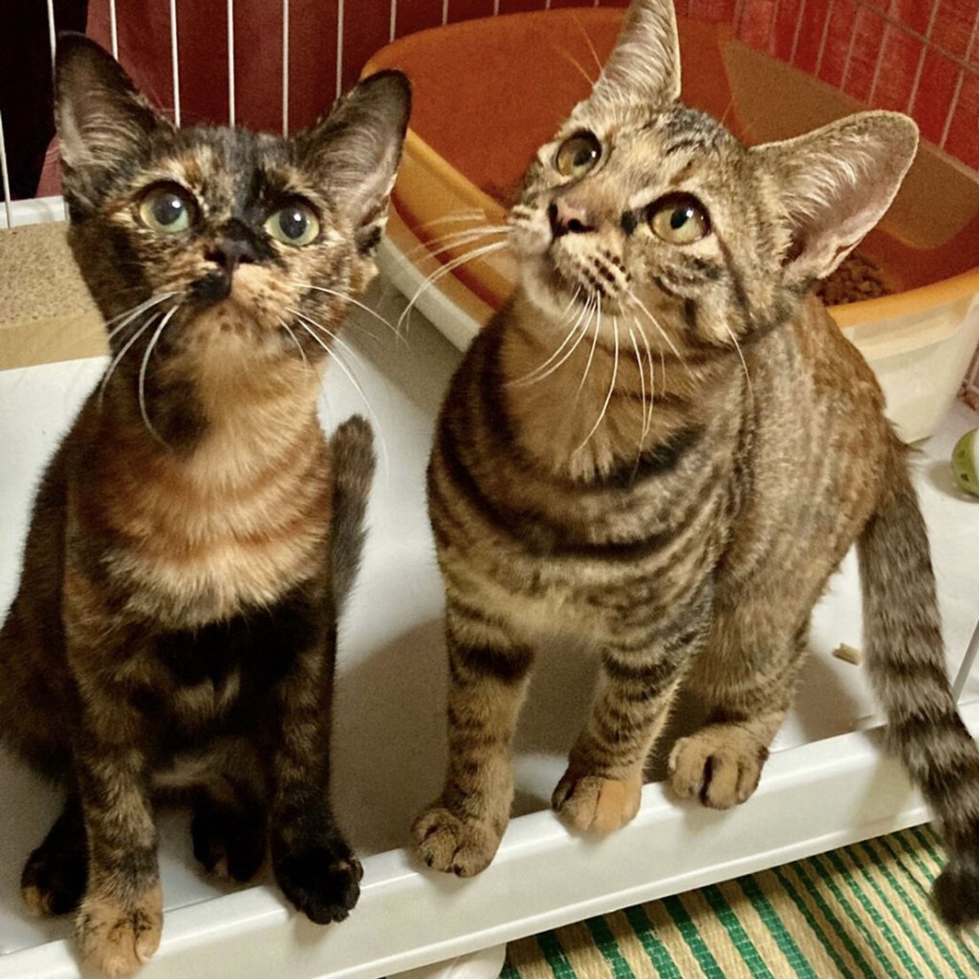 pet-image-9