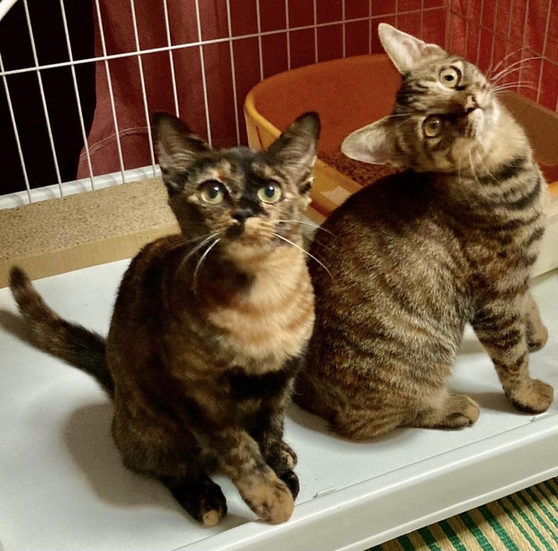pet-image-10