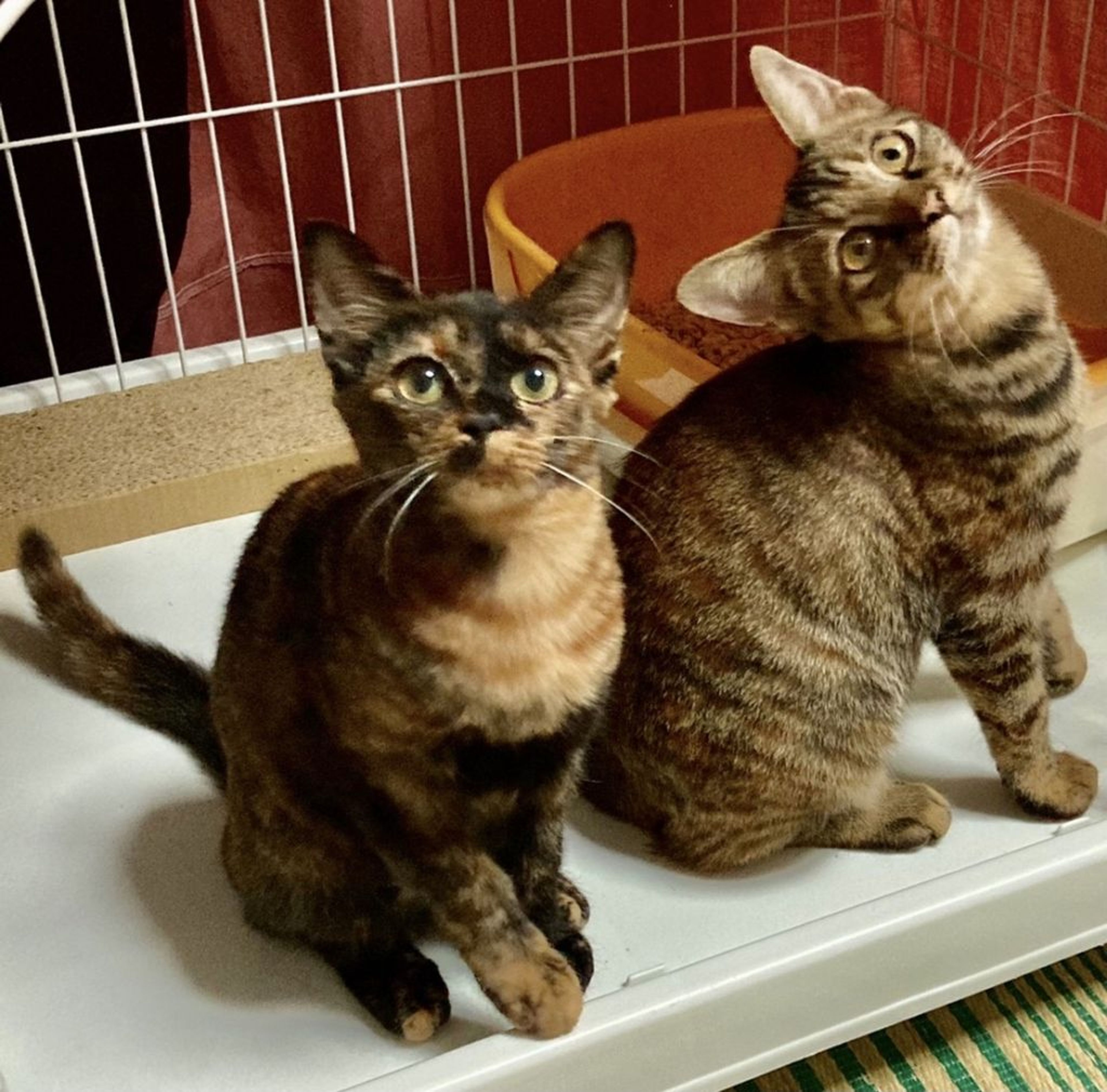 pet-image-10