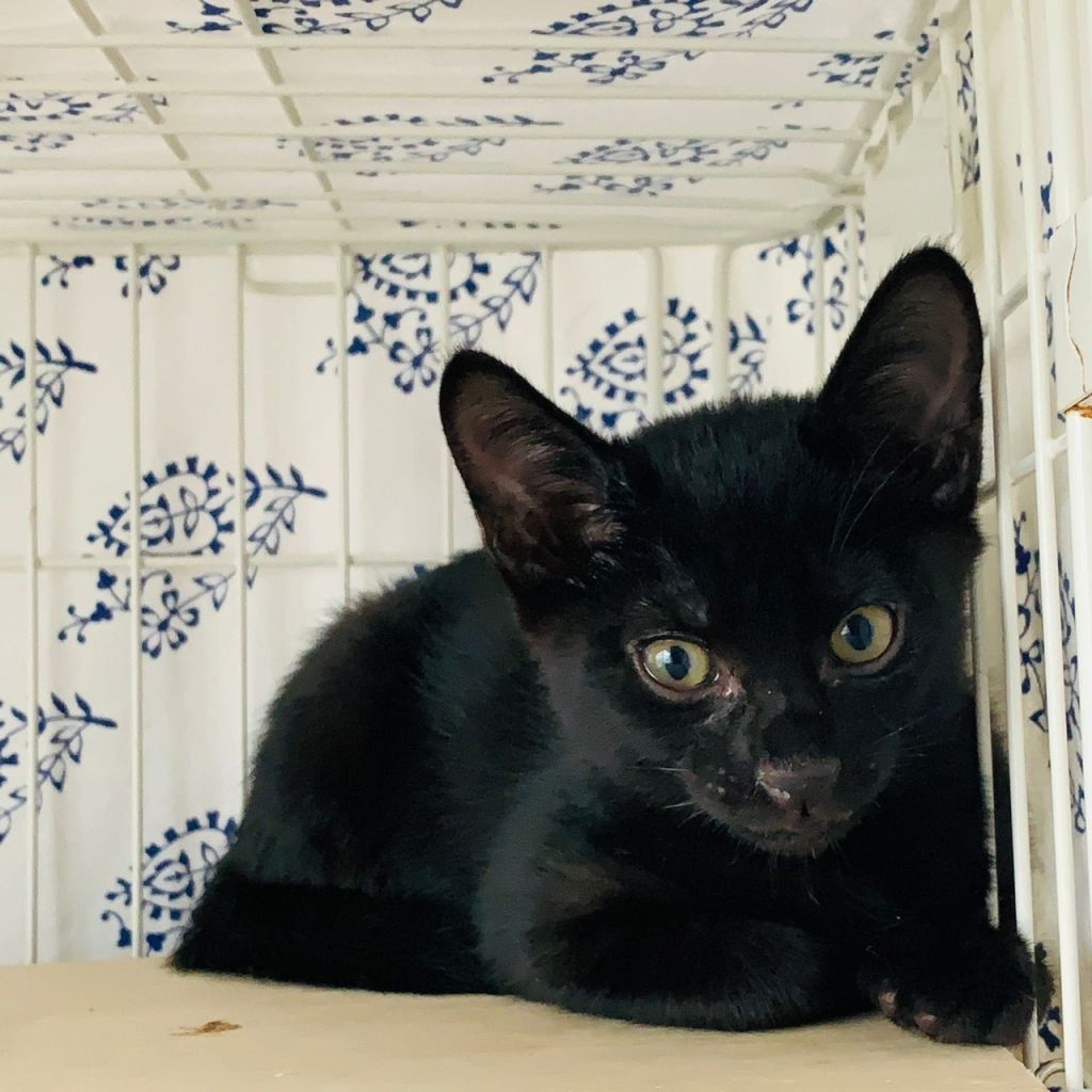 pet-image-3